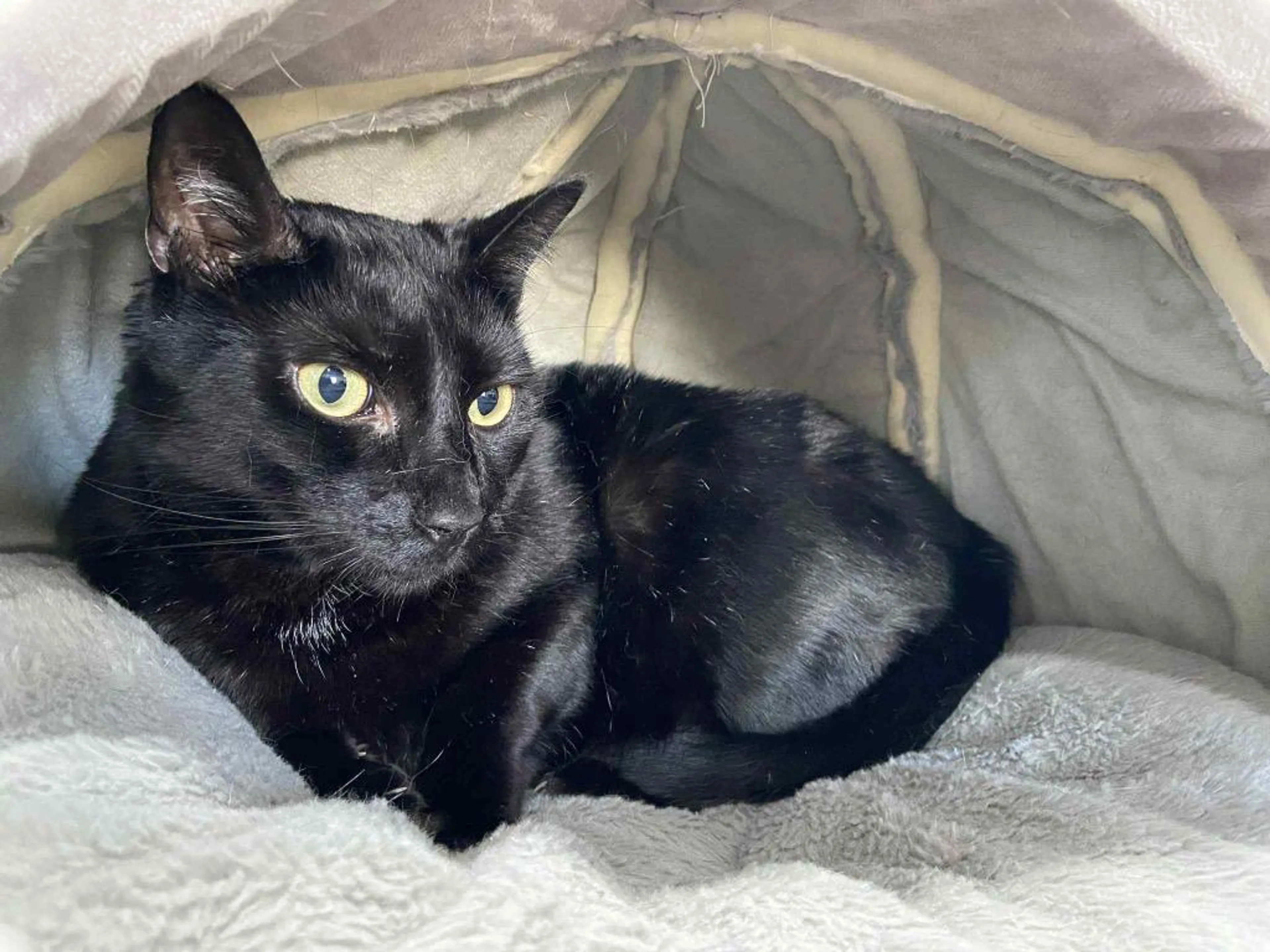 Found pet-1