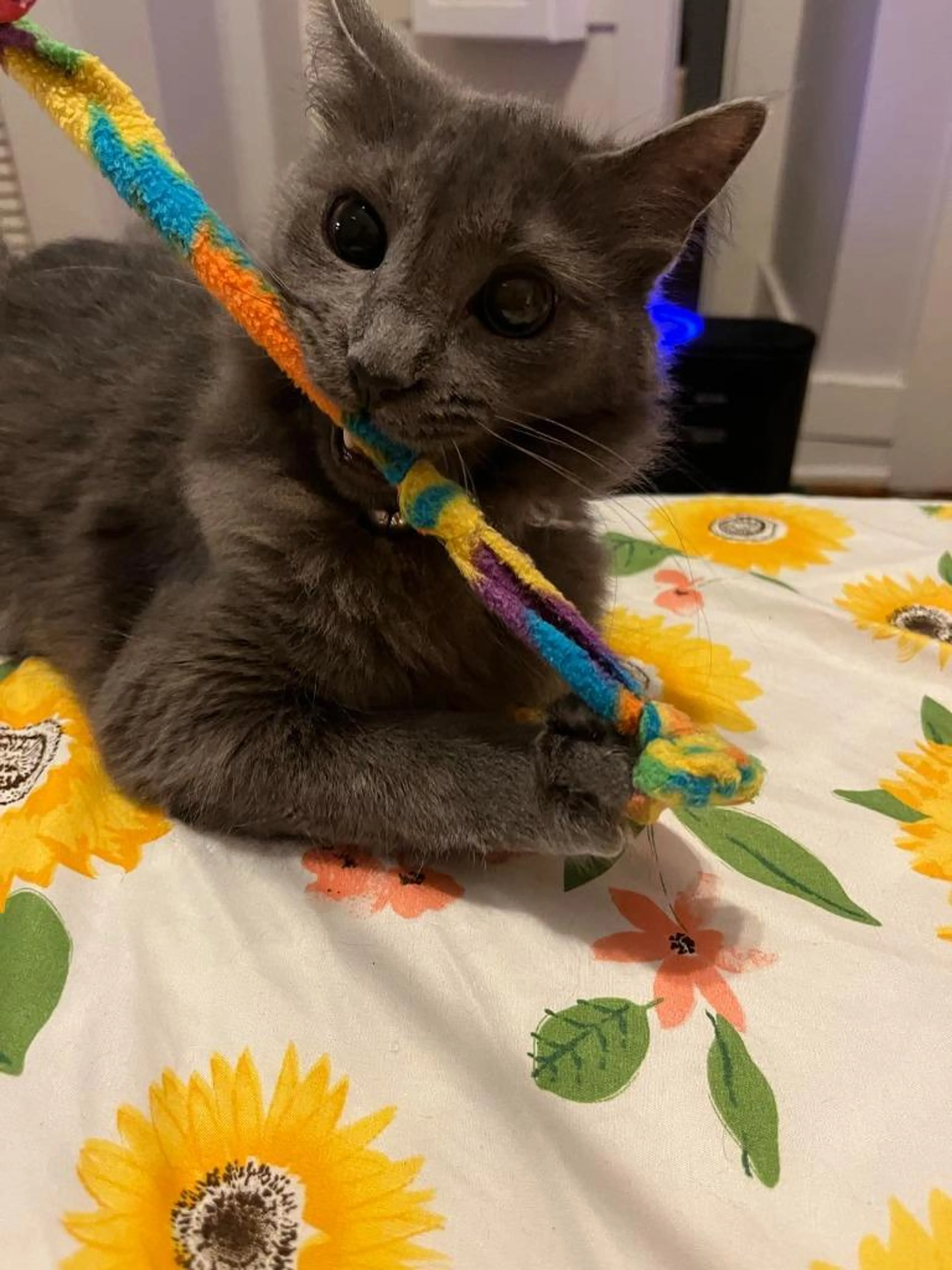 Found pet-1