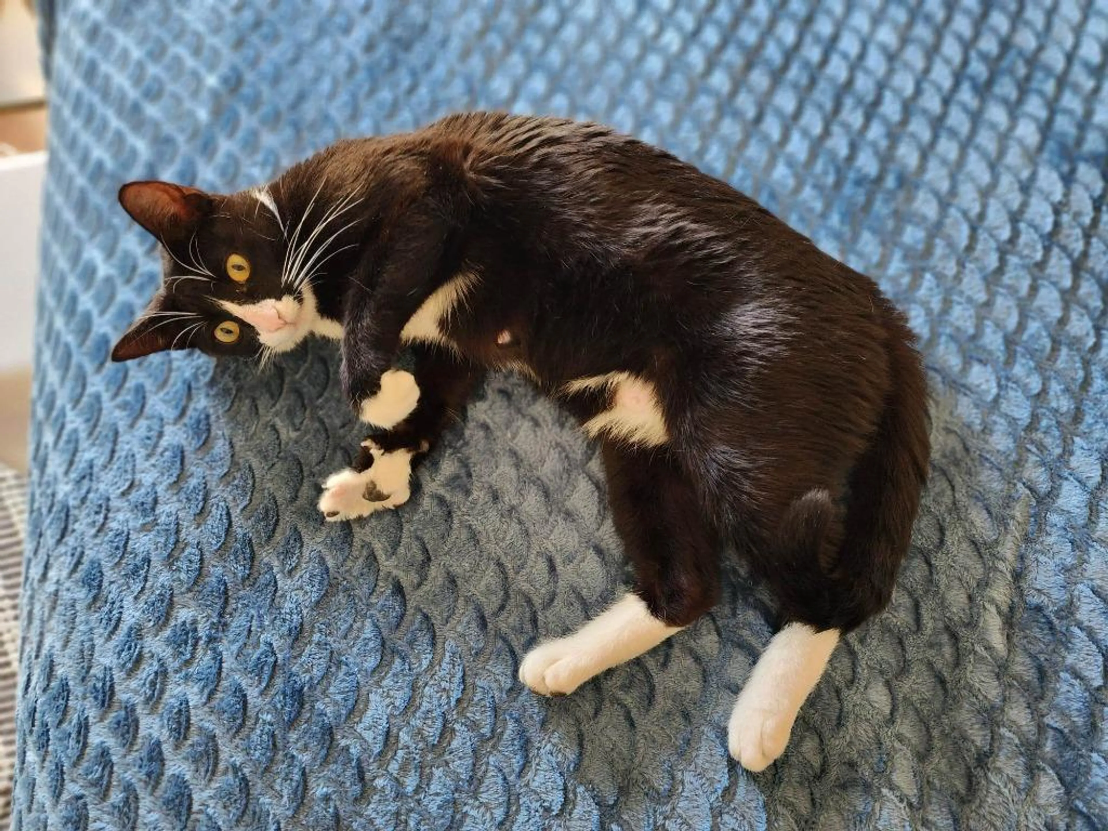 Found pet-0