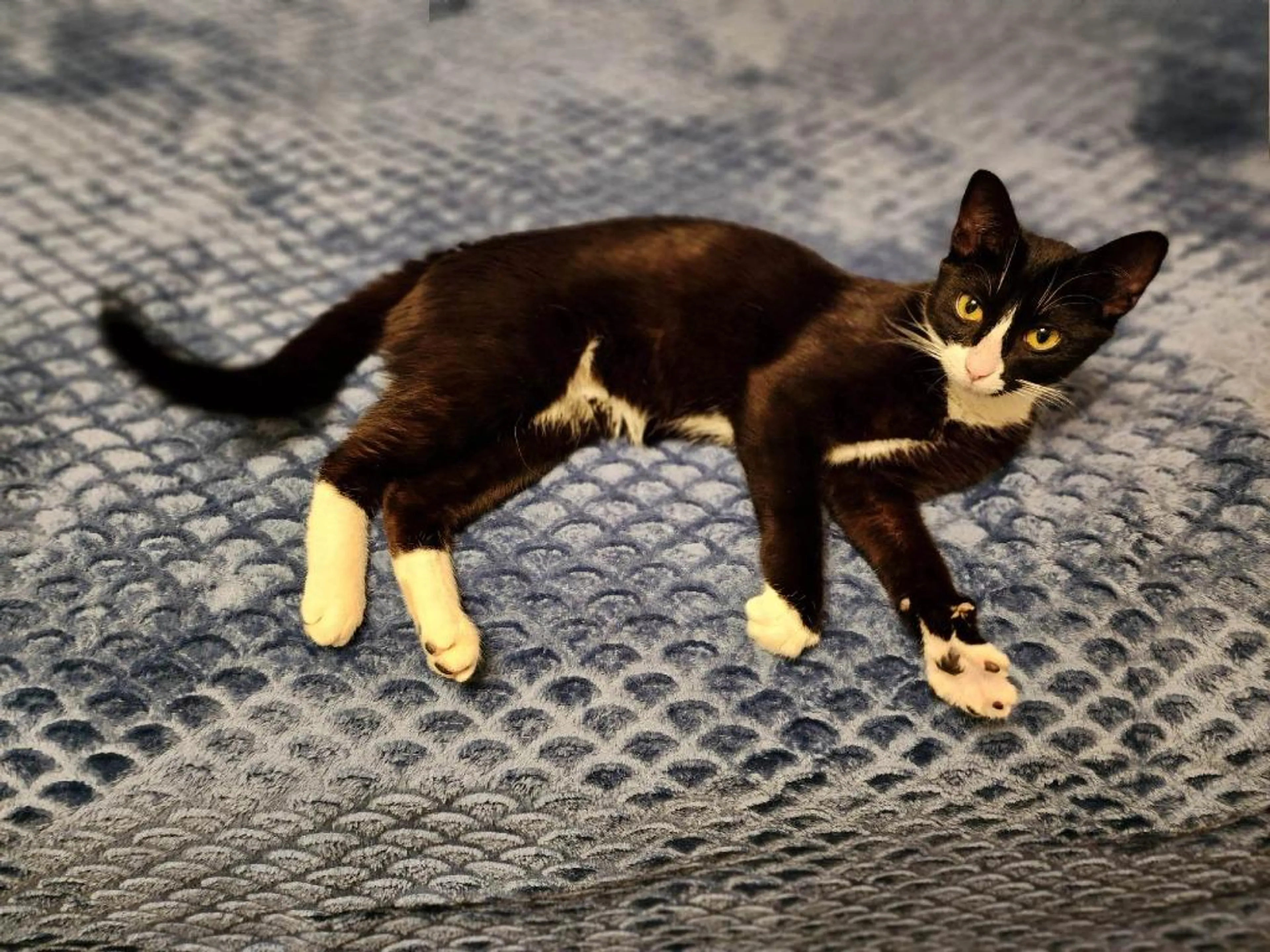 Found pet-3