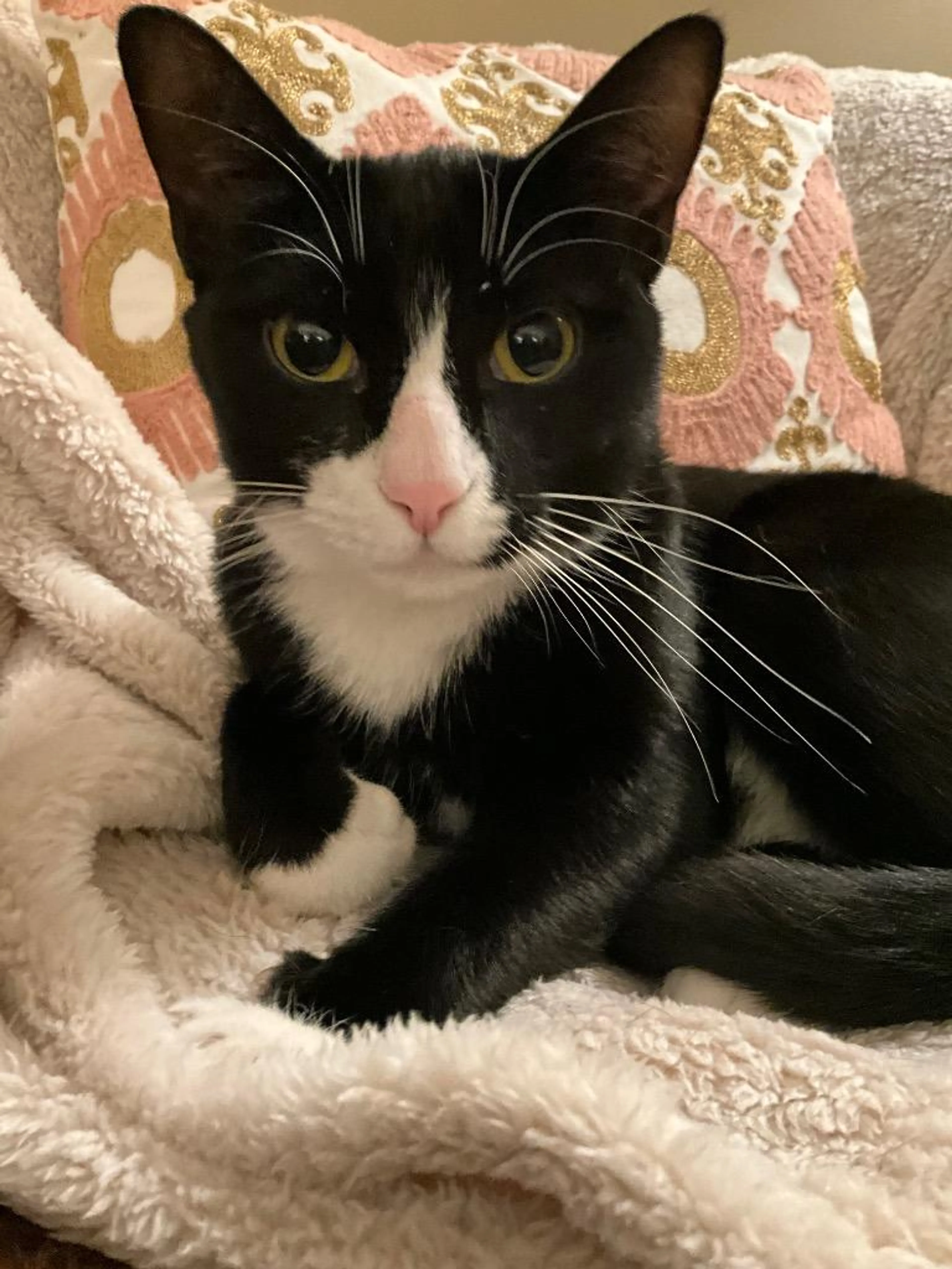 Found pet-2