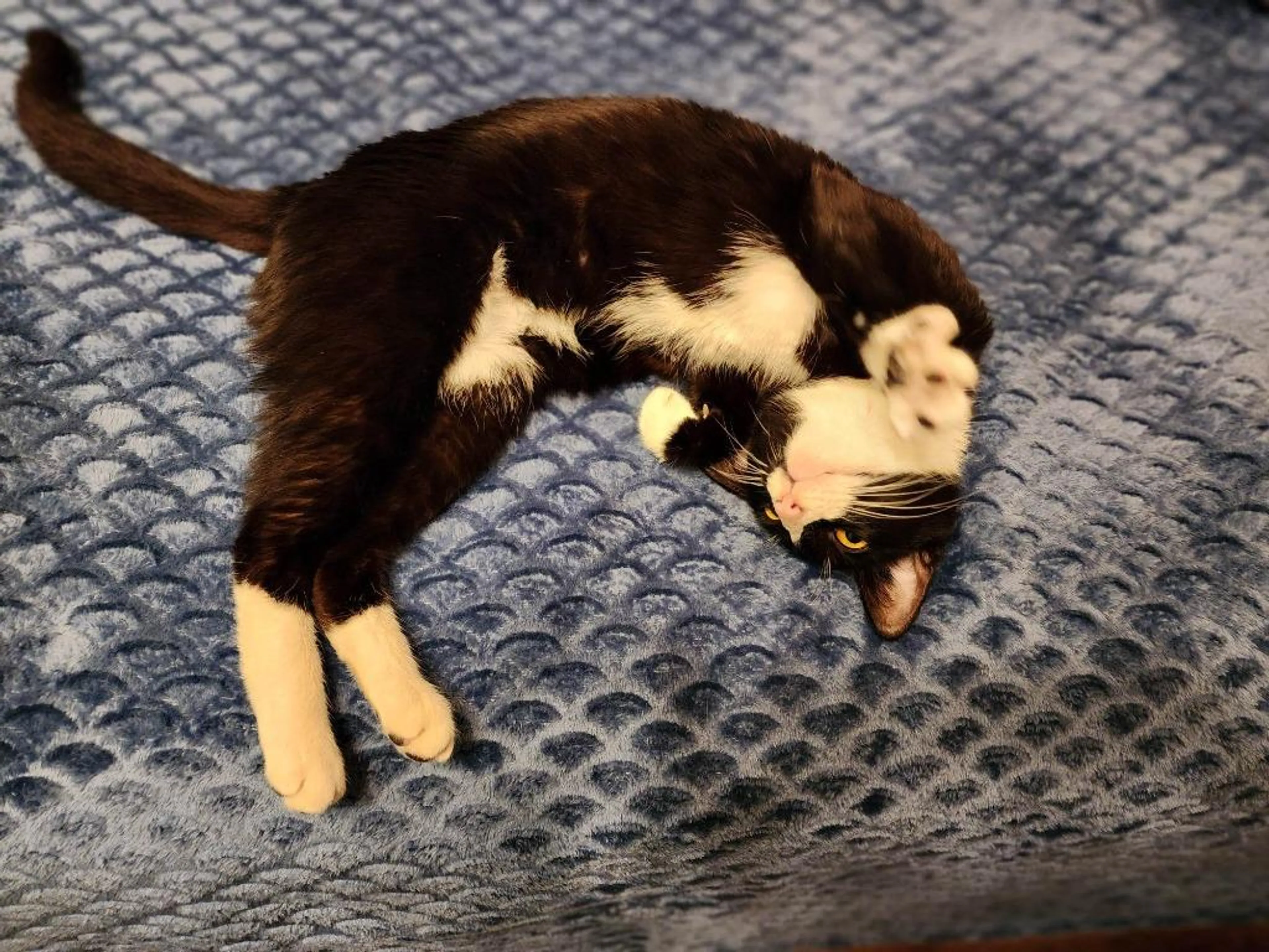 Found pet-1