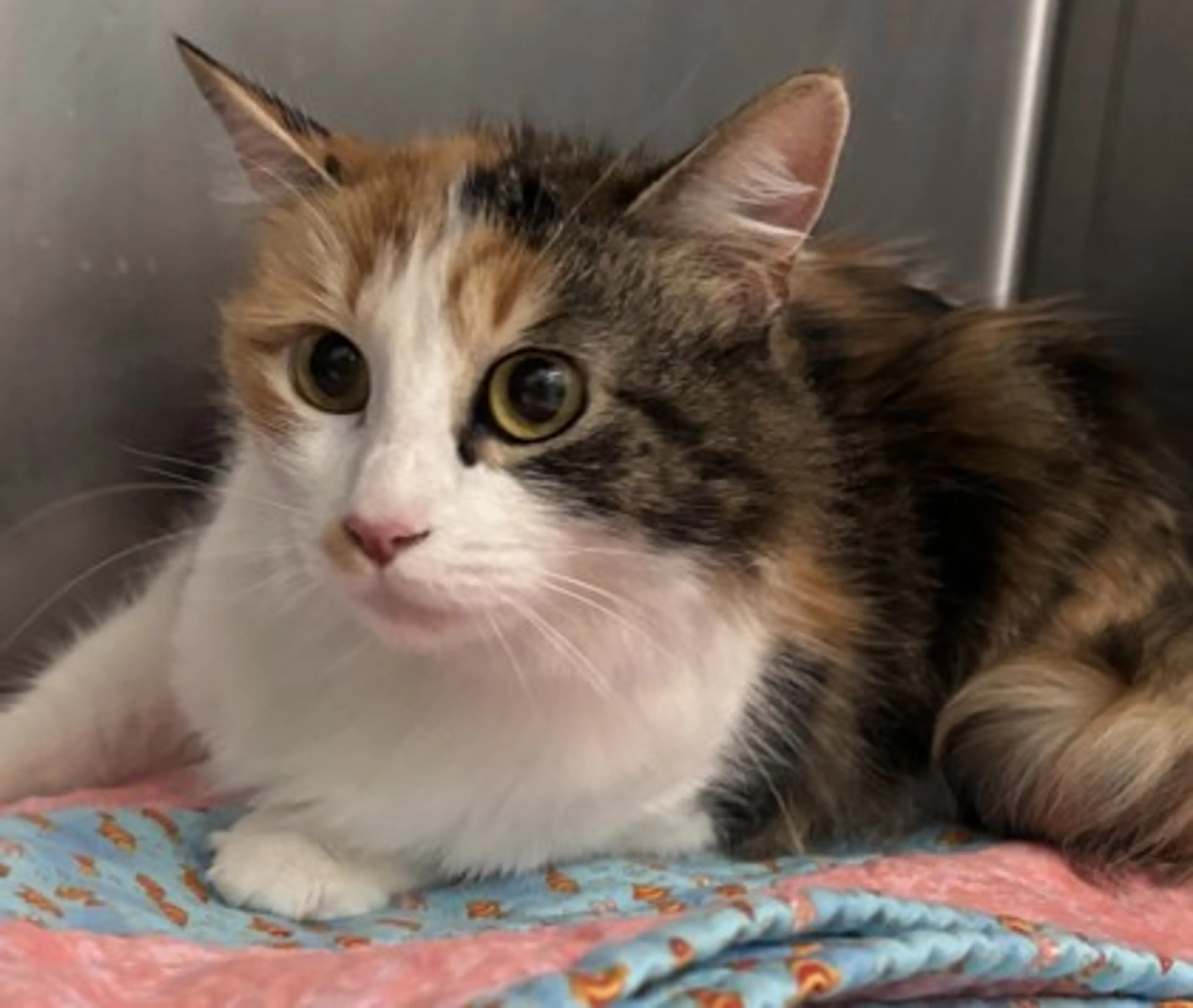 Found pet