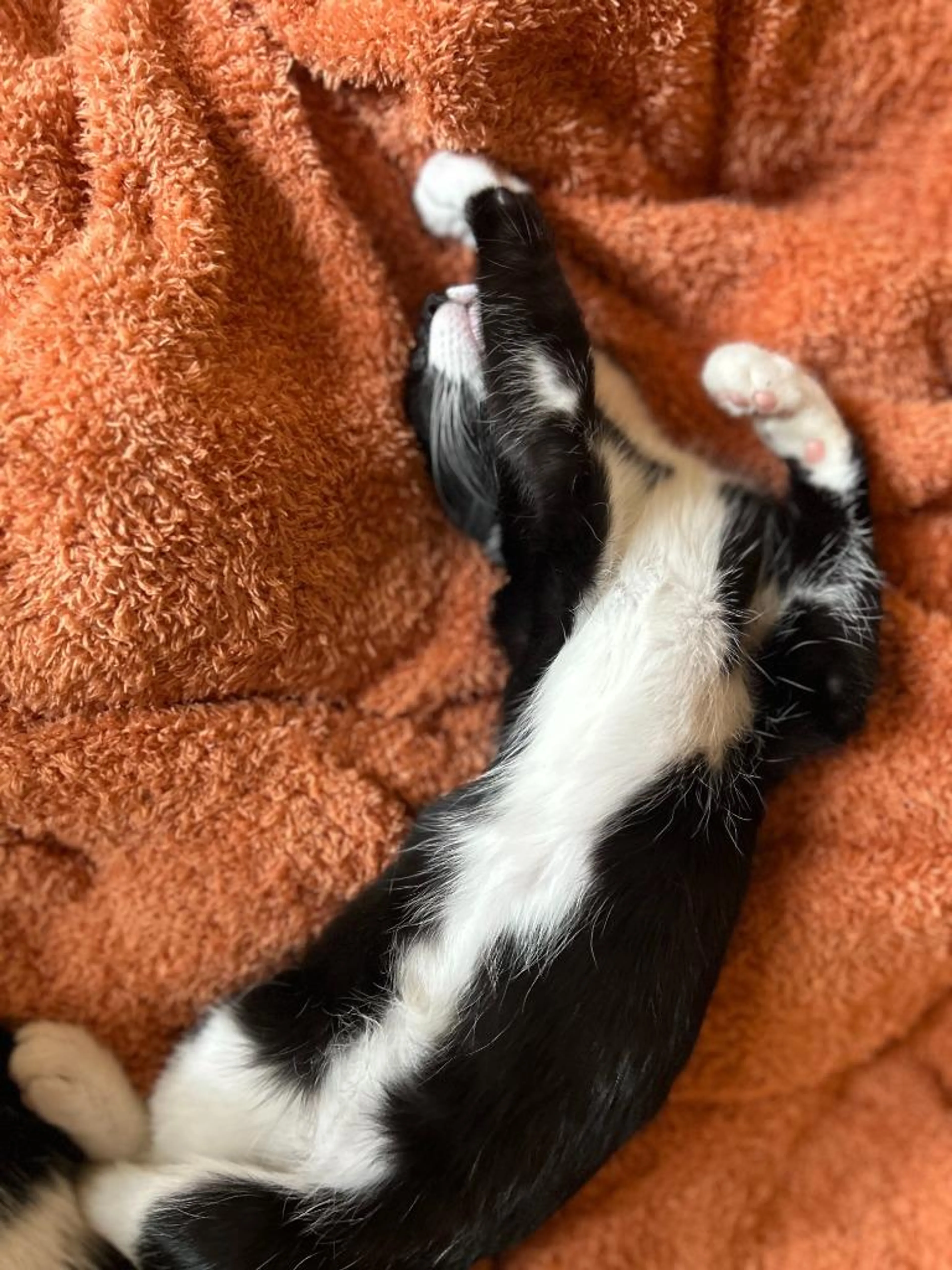 Found pet-1