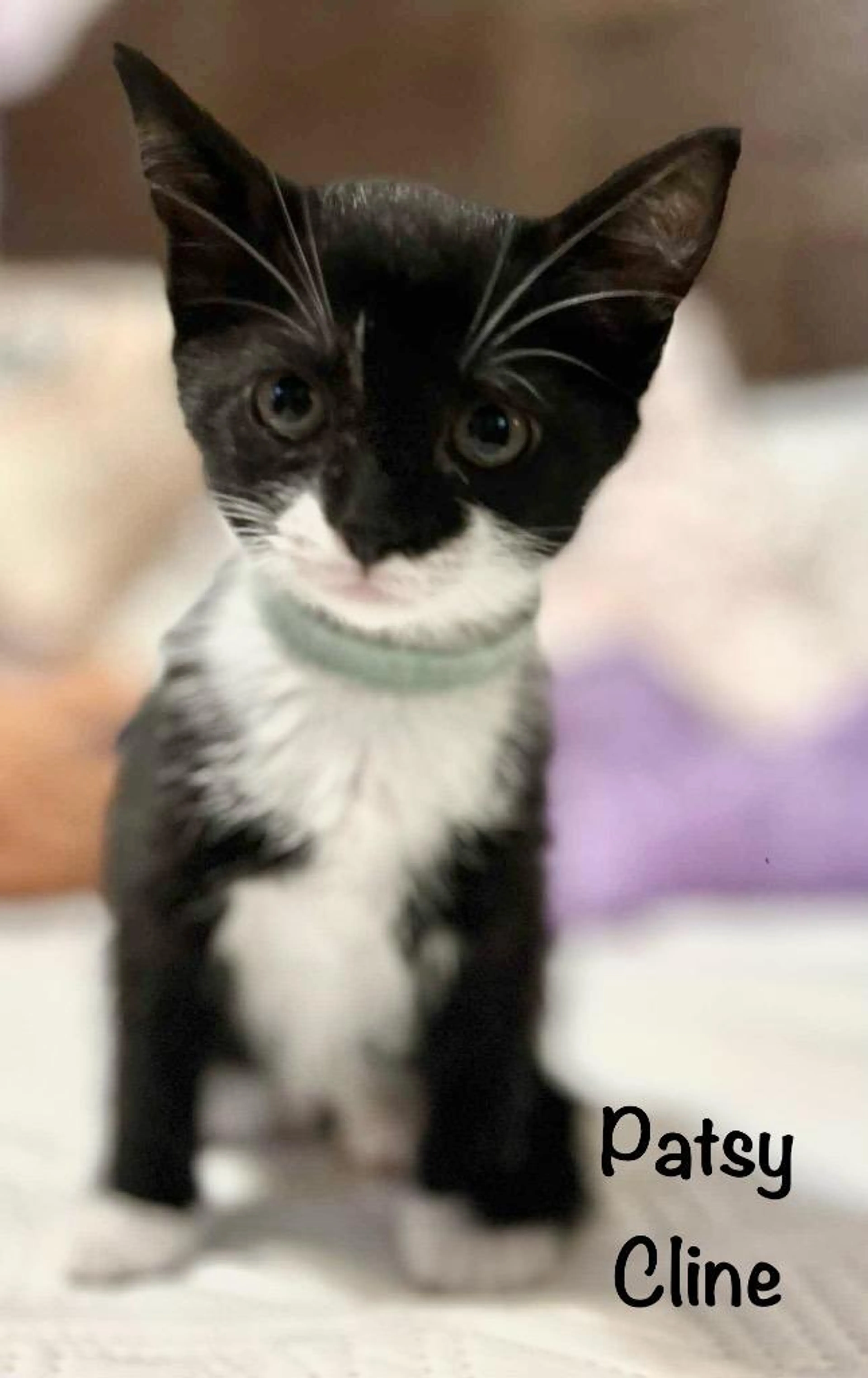 Found pet-5