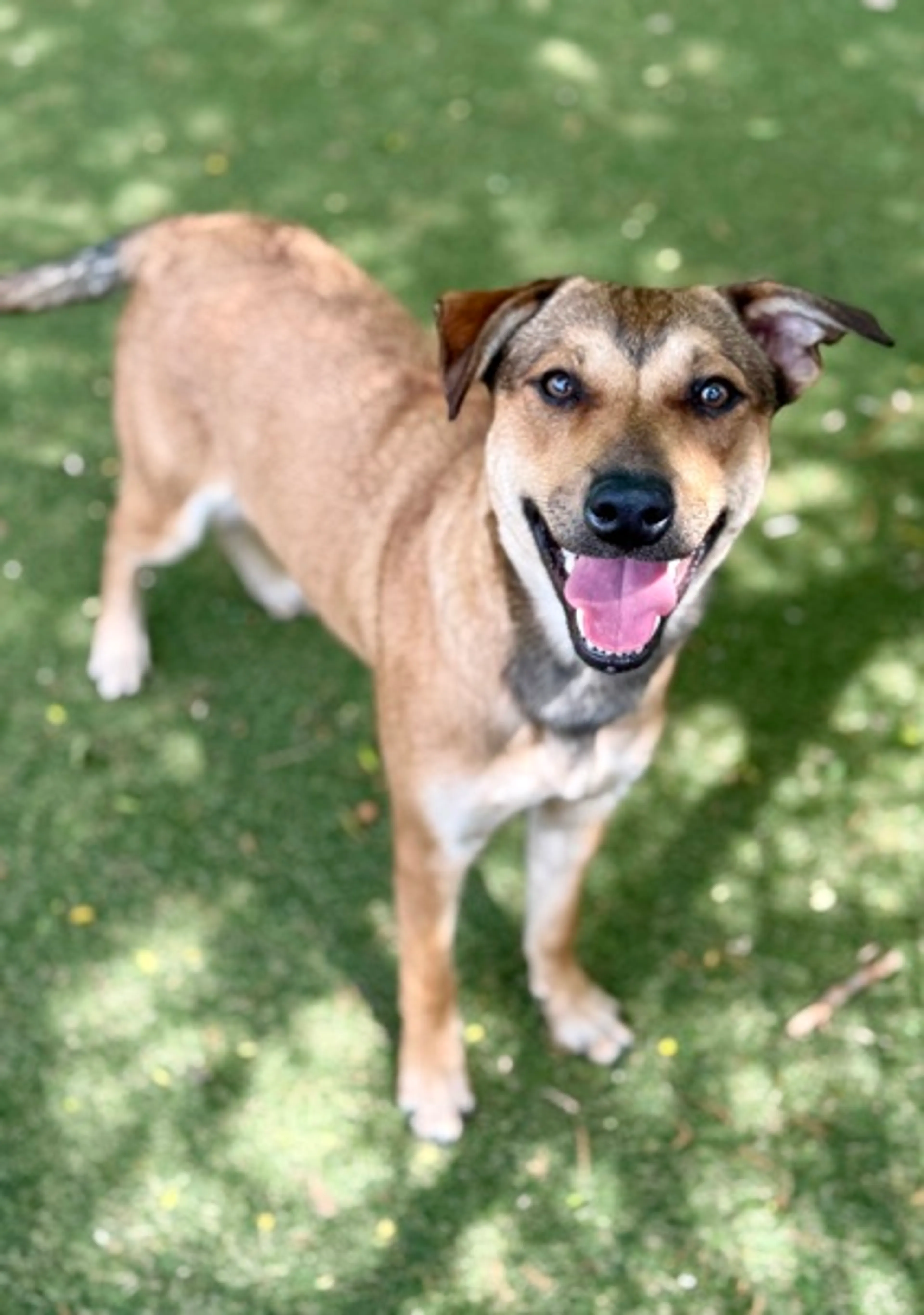 Found pet-2