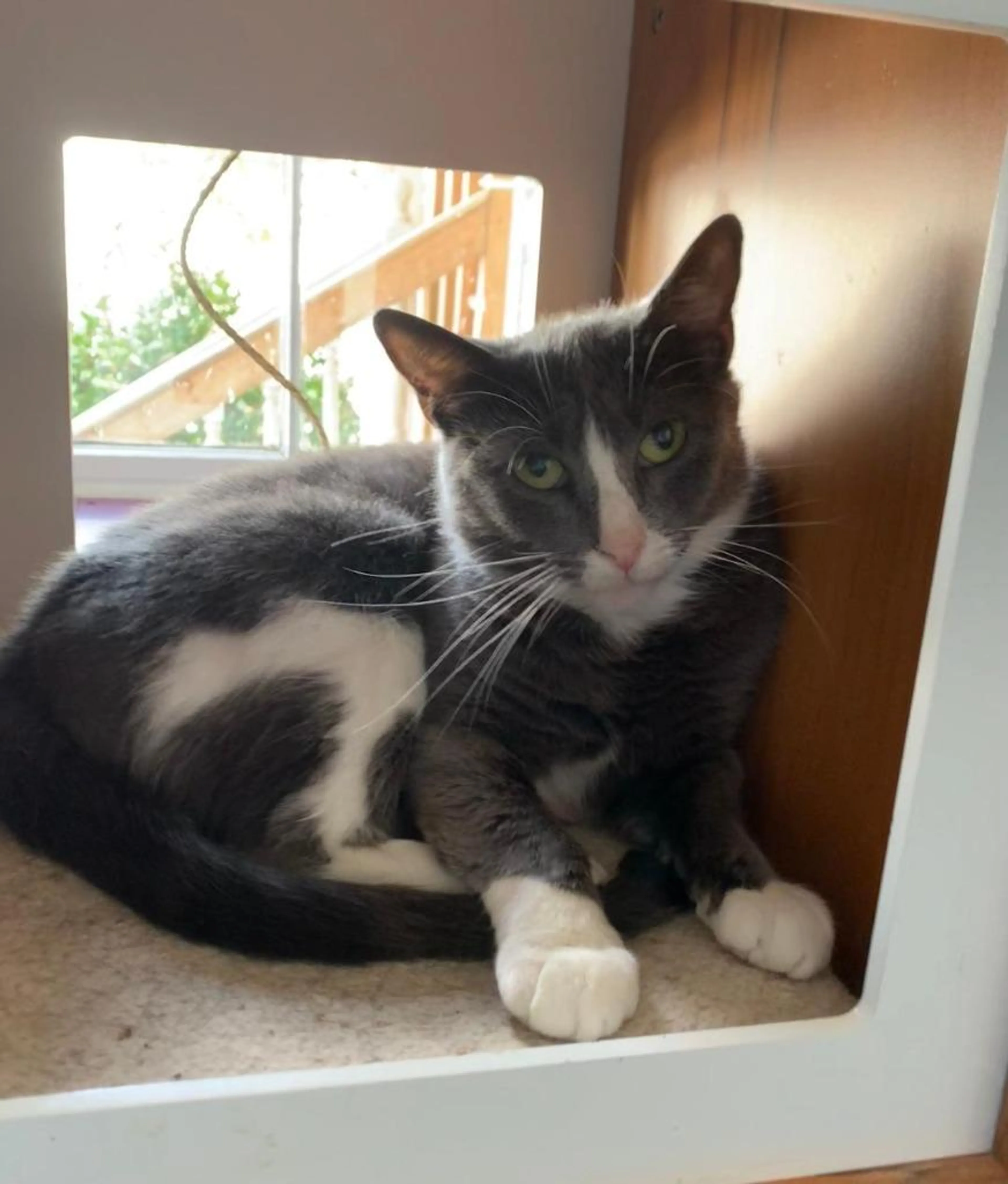 Found pet