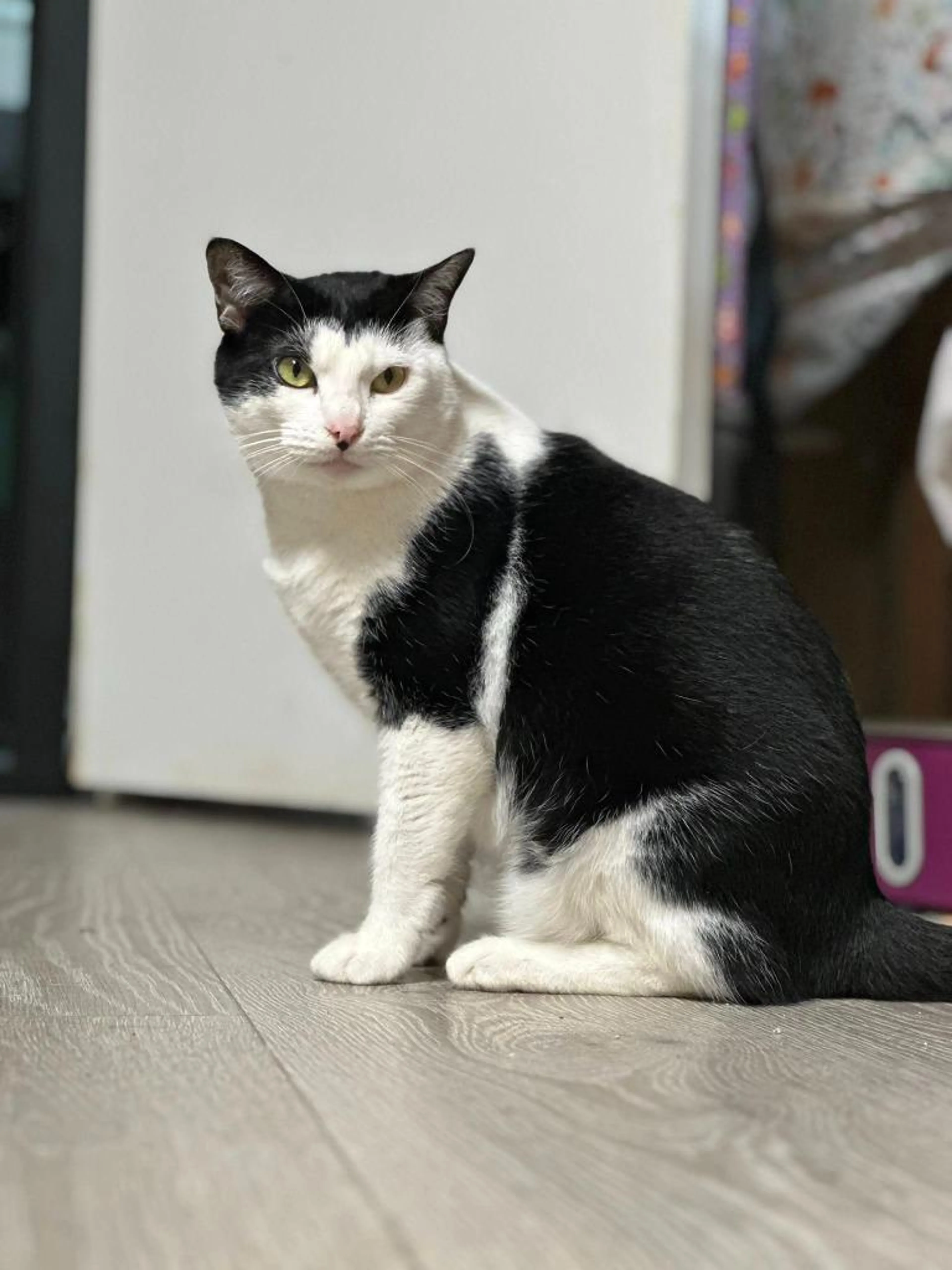 Found pet-1