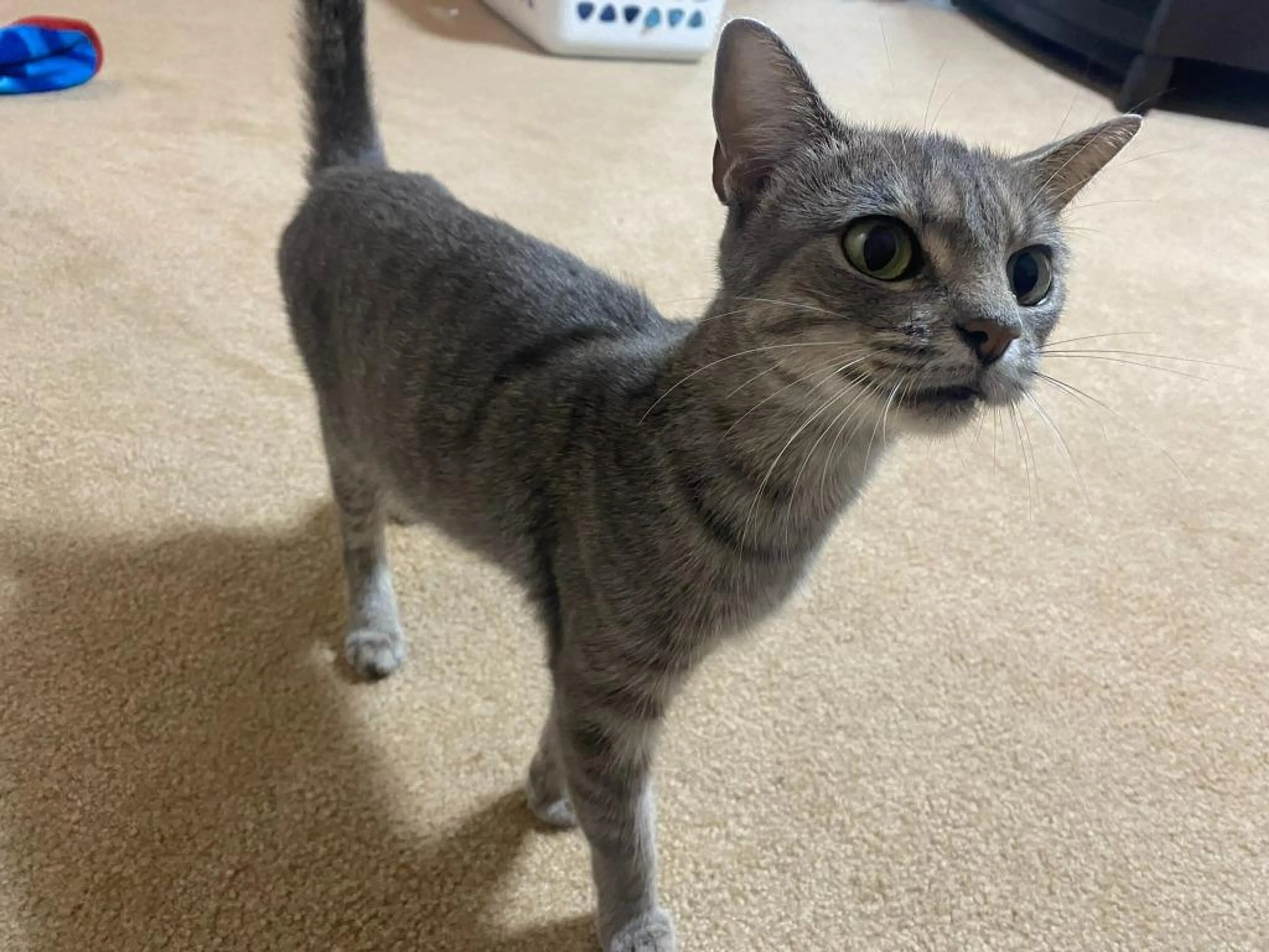 Found pet-0