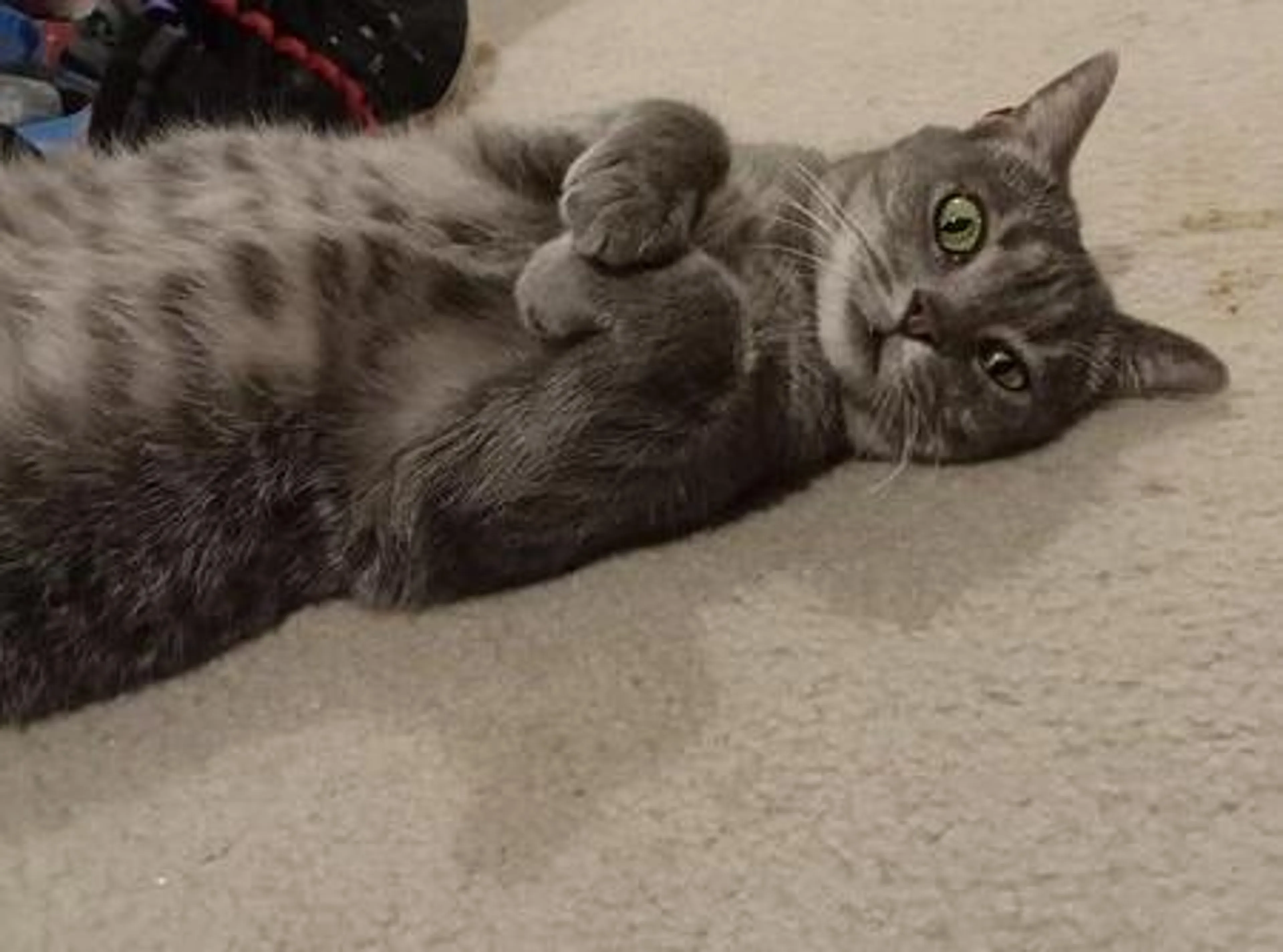 Found pet-2