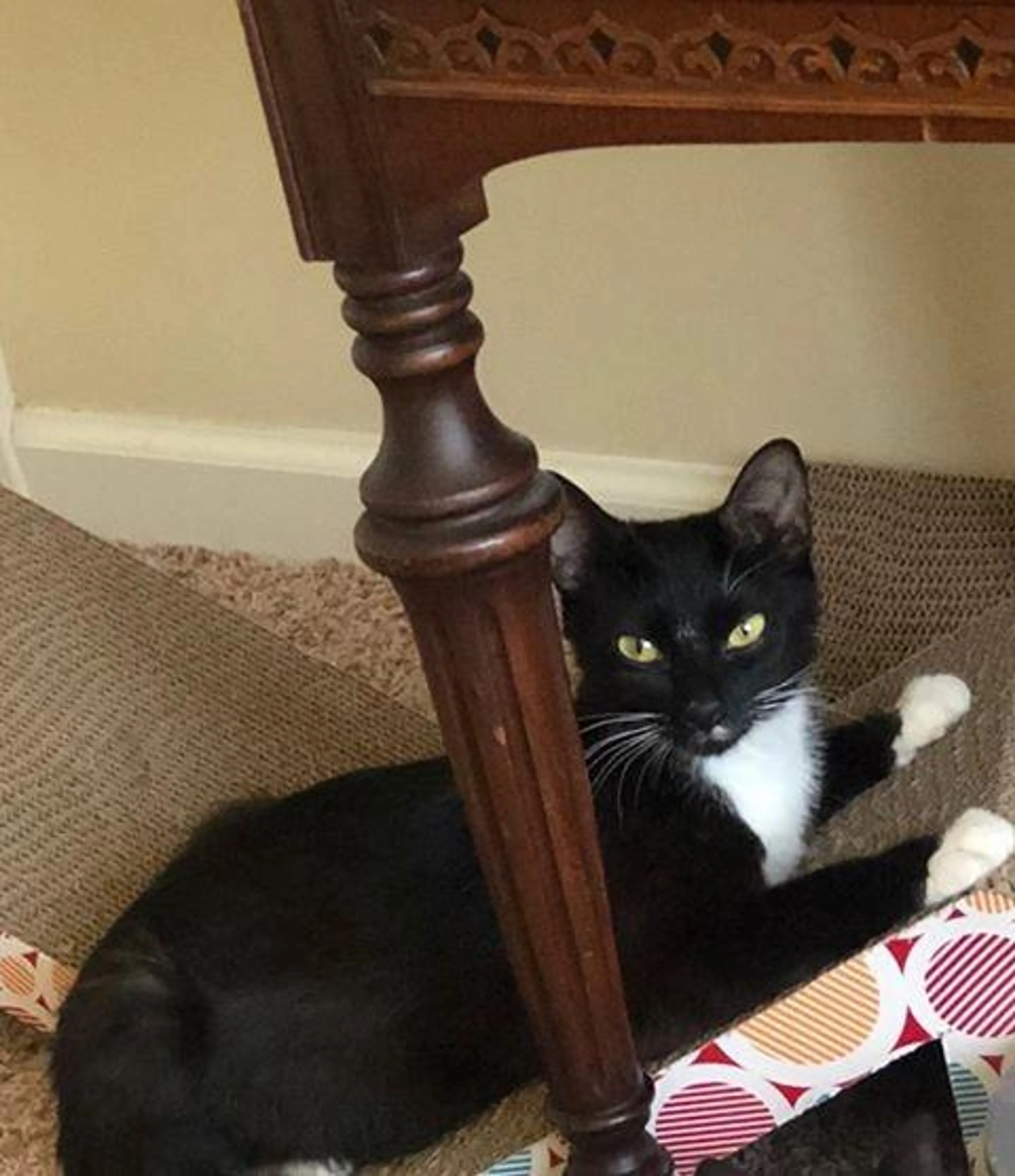 Found pet