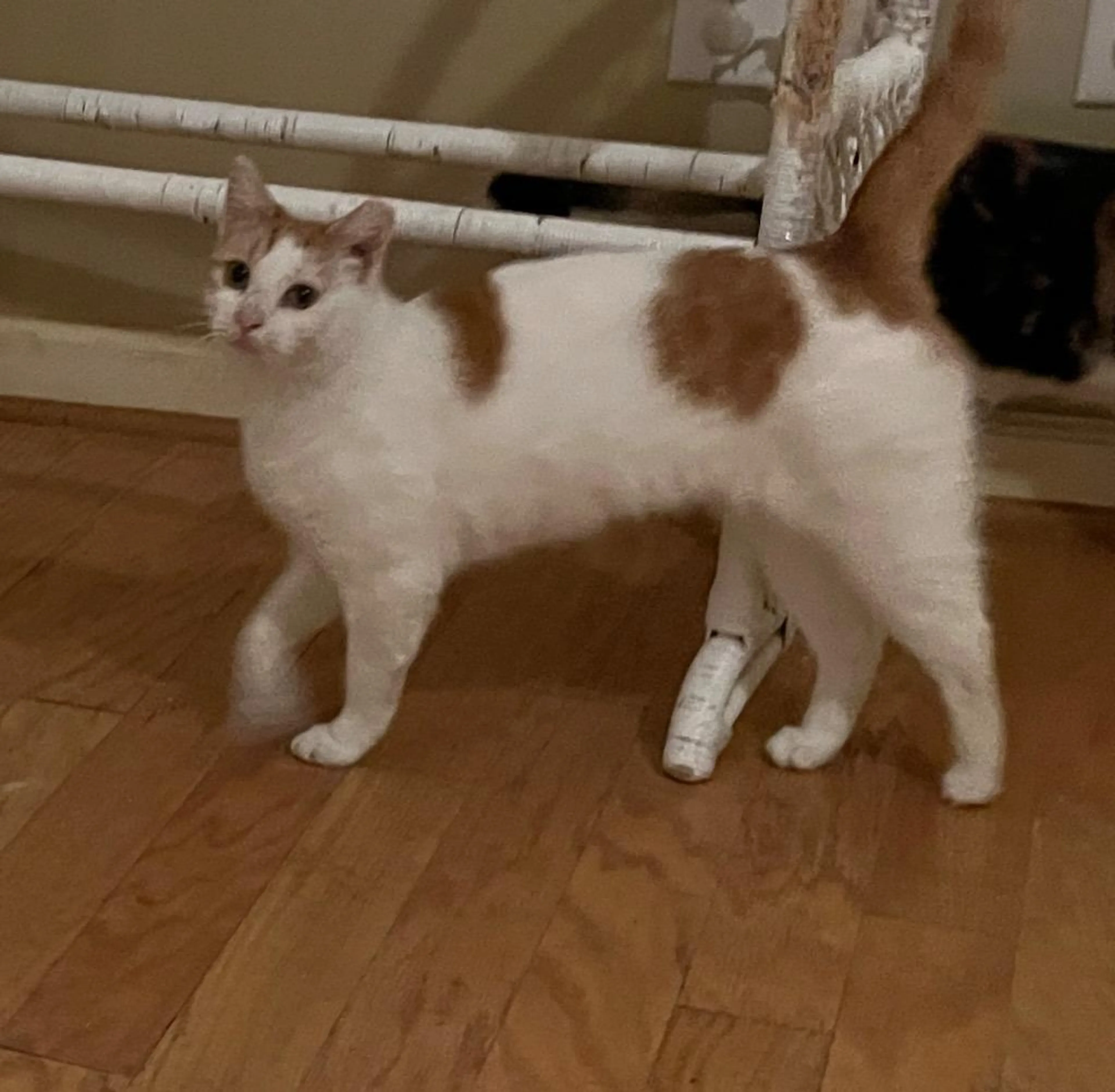 Found pet