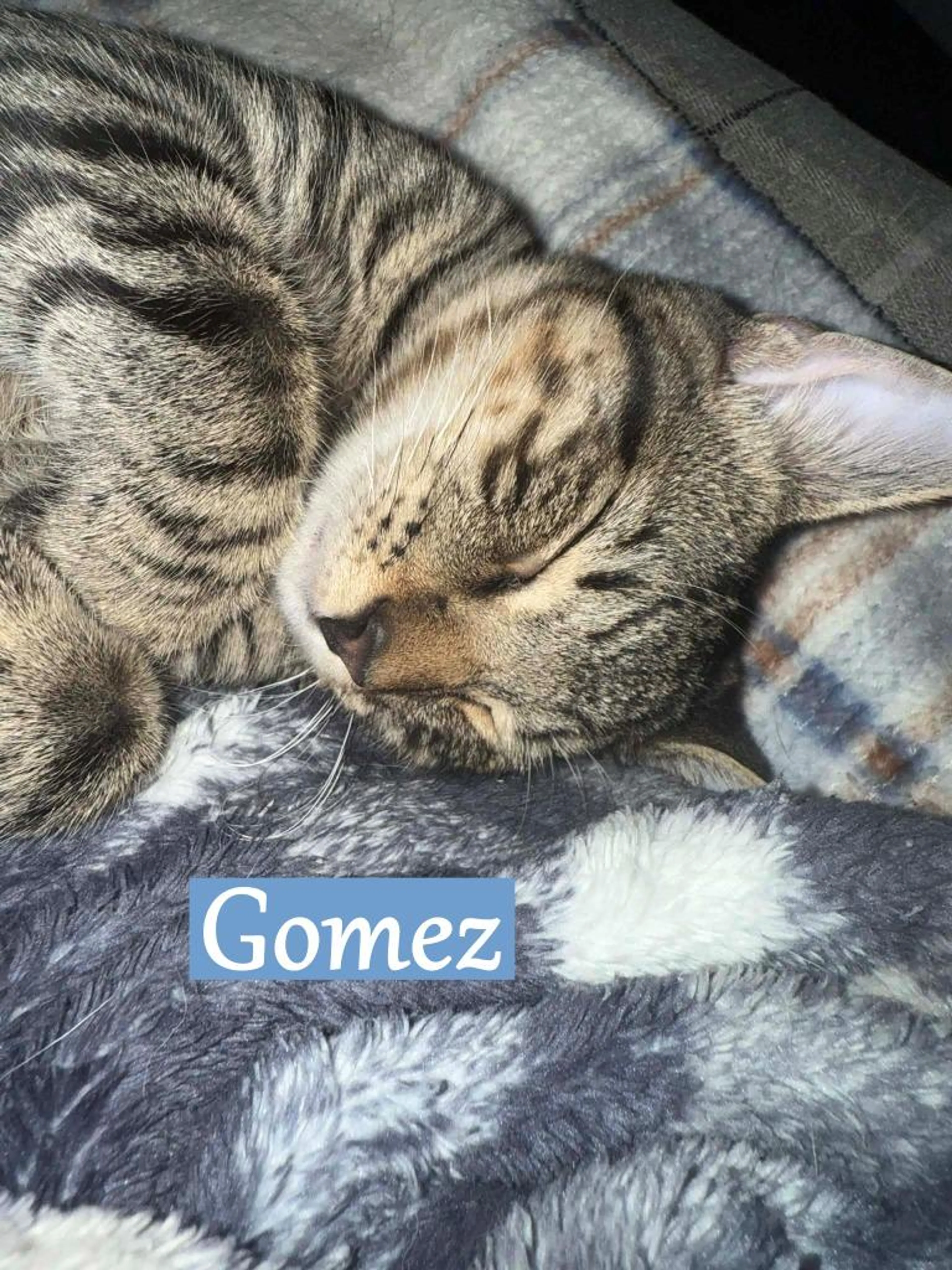 cdn image