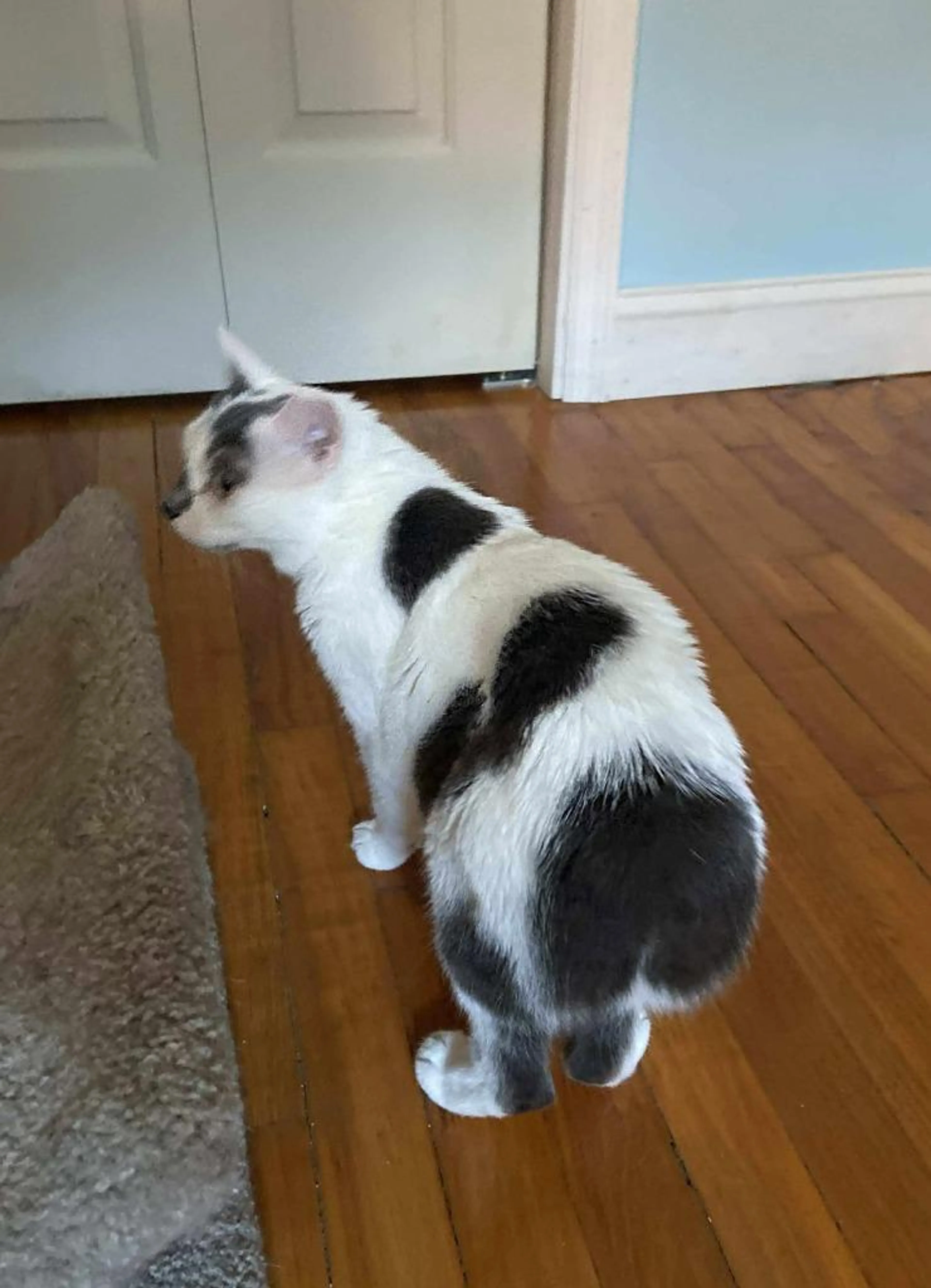 Found pet-2