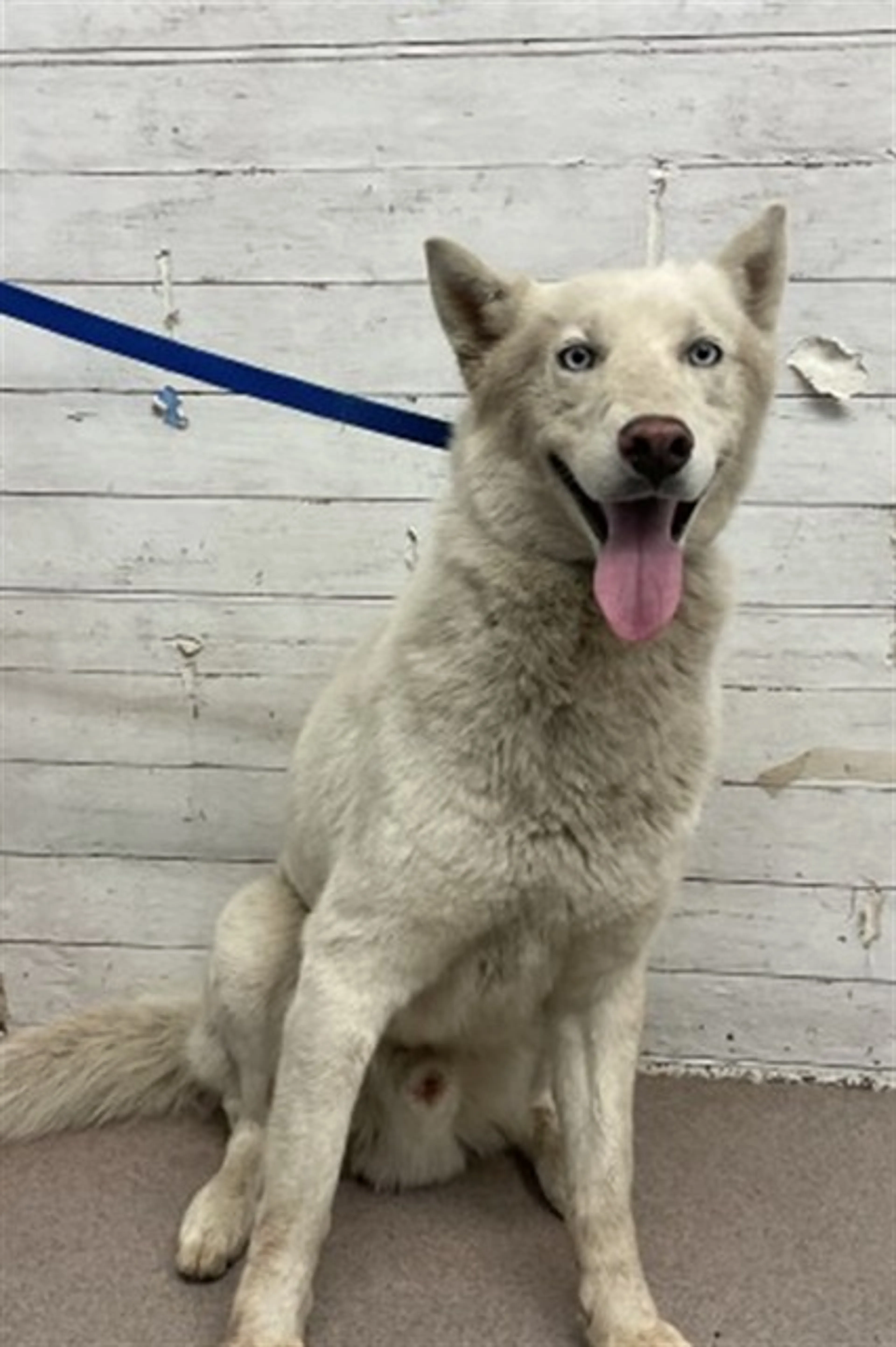 Found pet