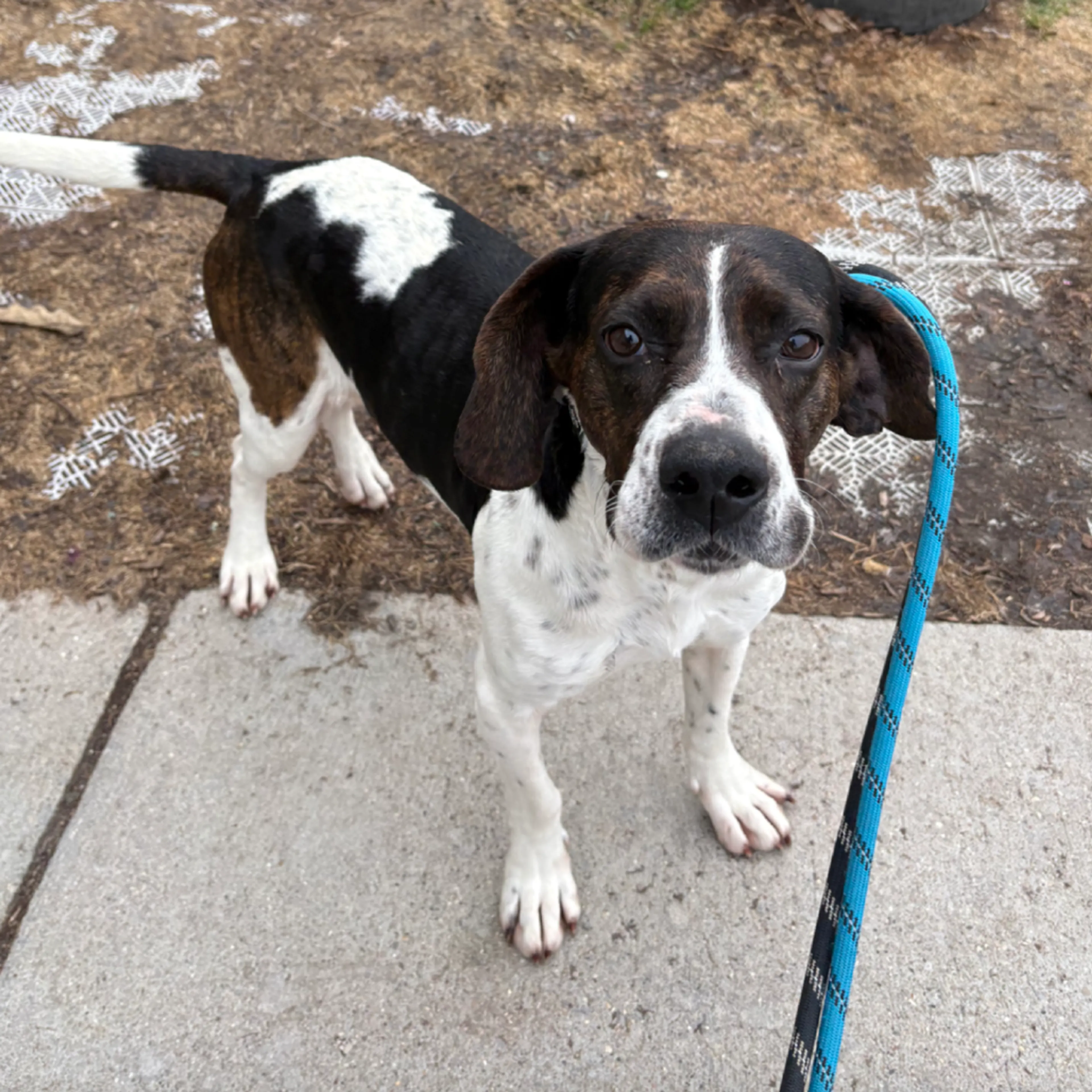Found pet-1