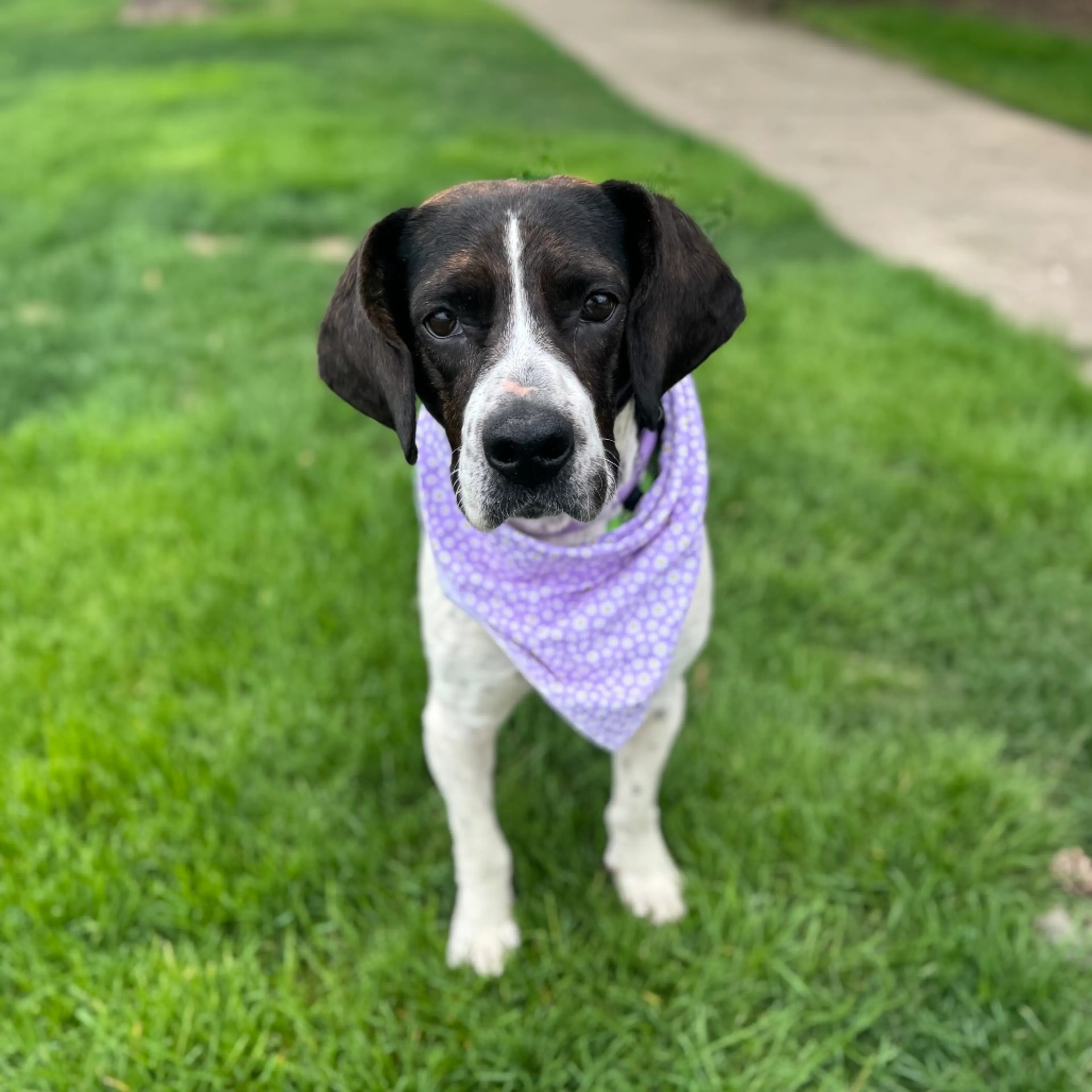 Found pet-2