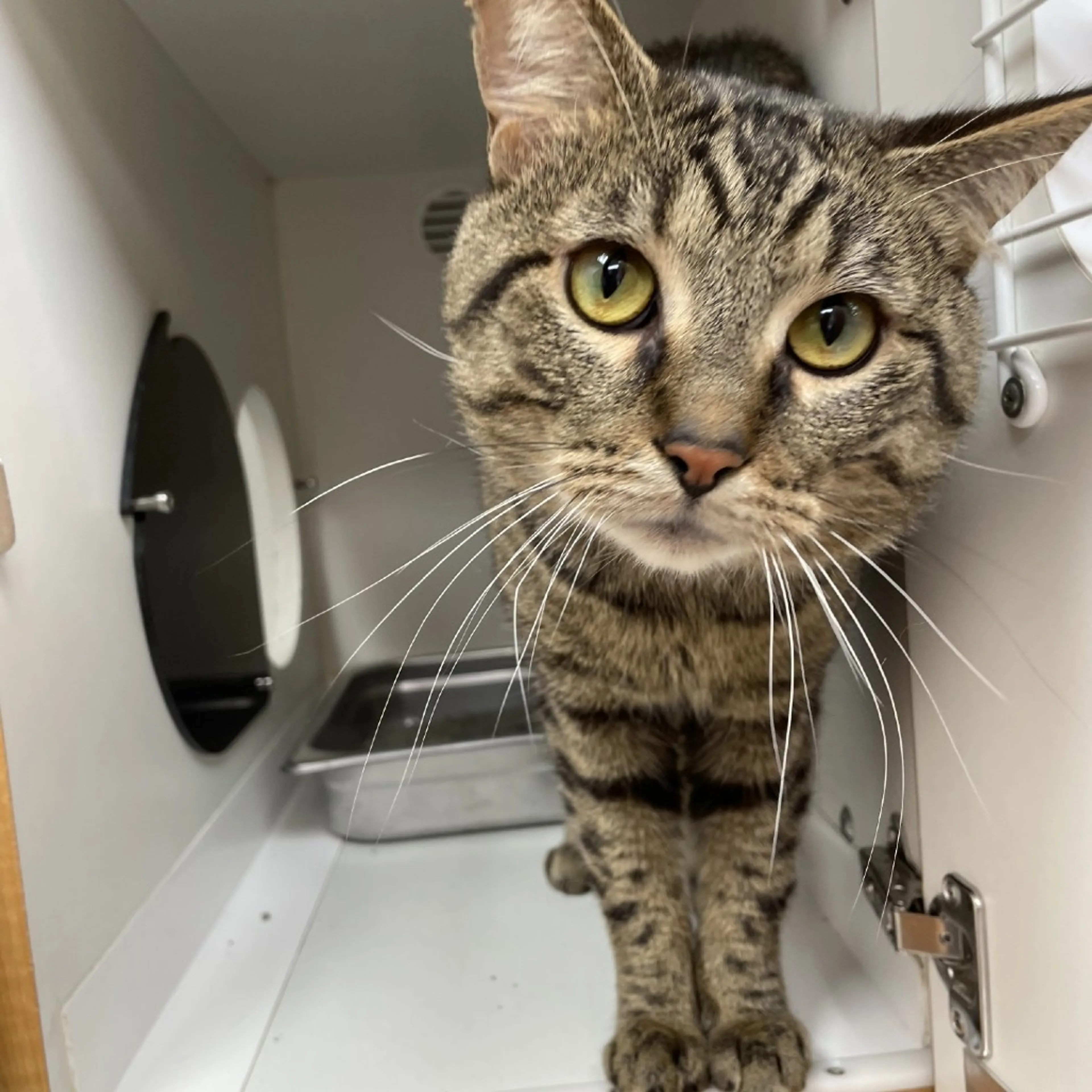 Found pet-1