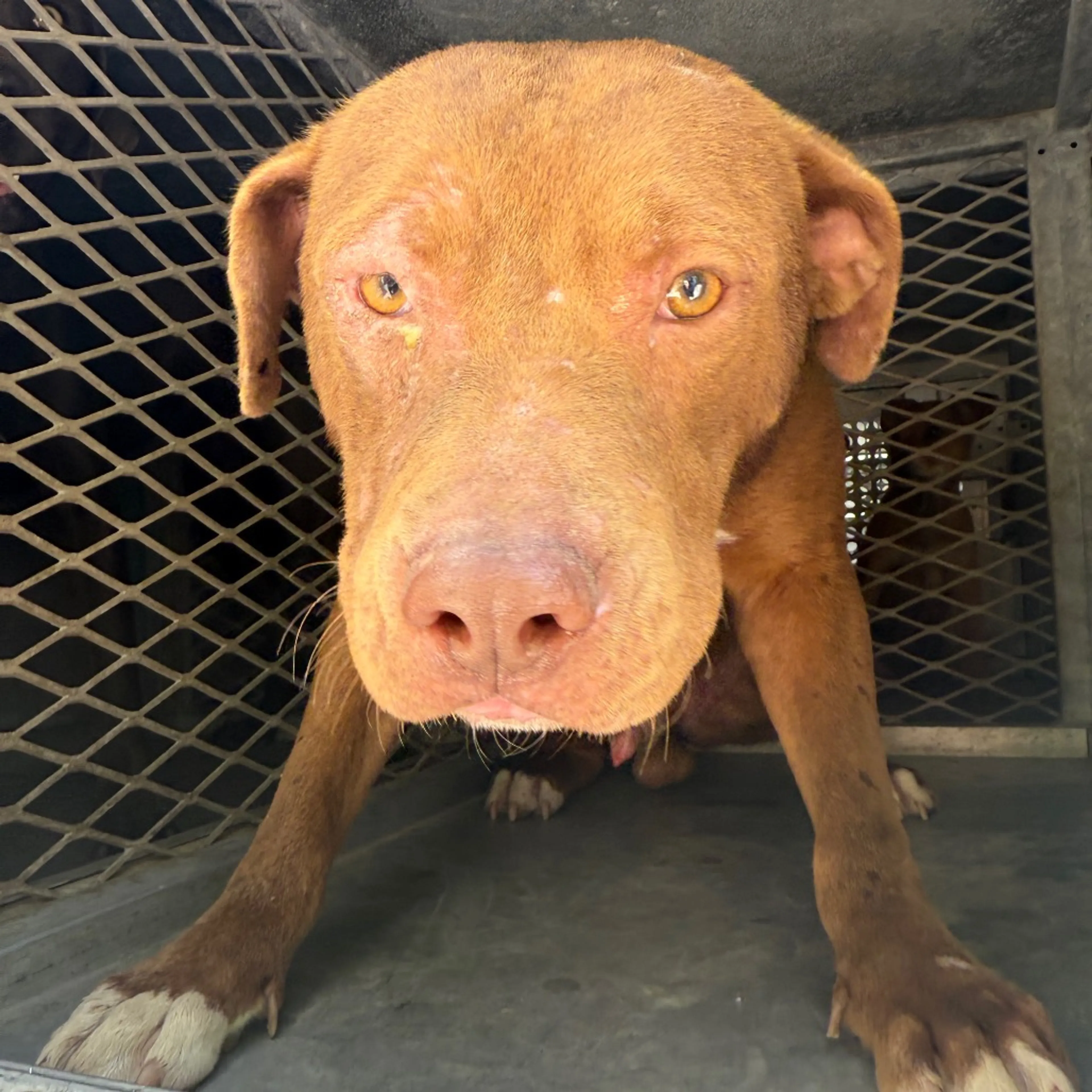 Found pet-1