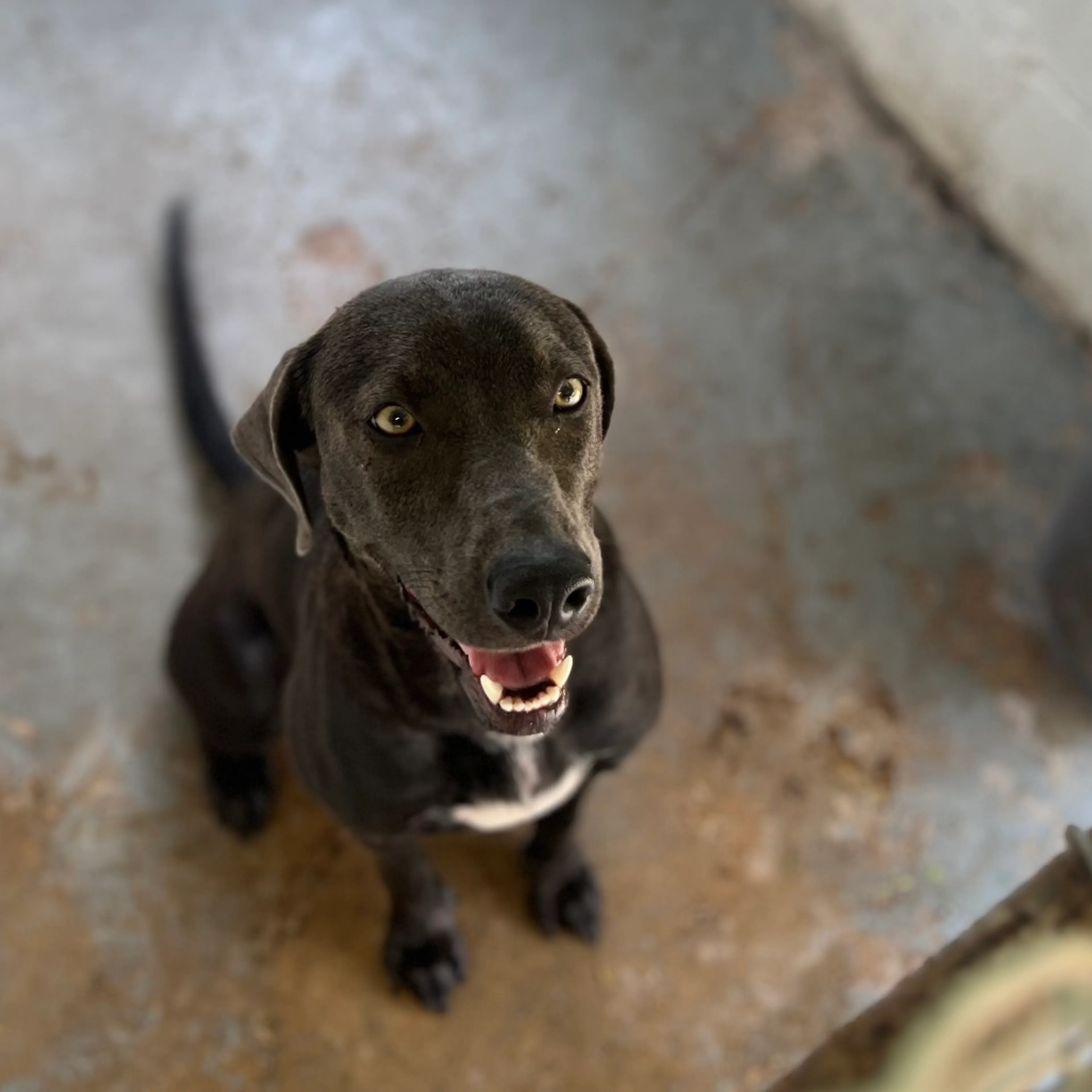 Found pet-5