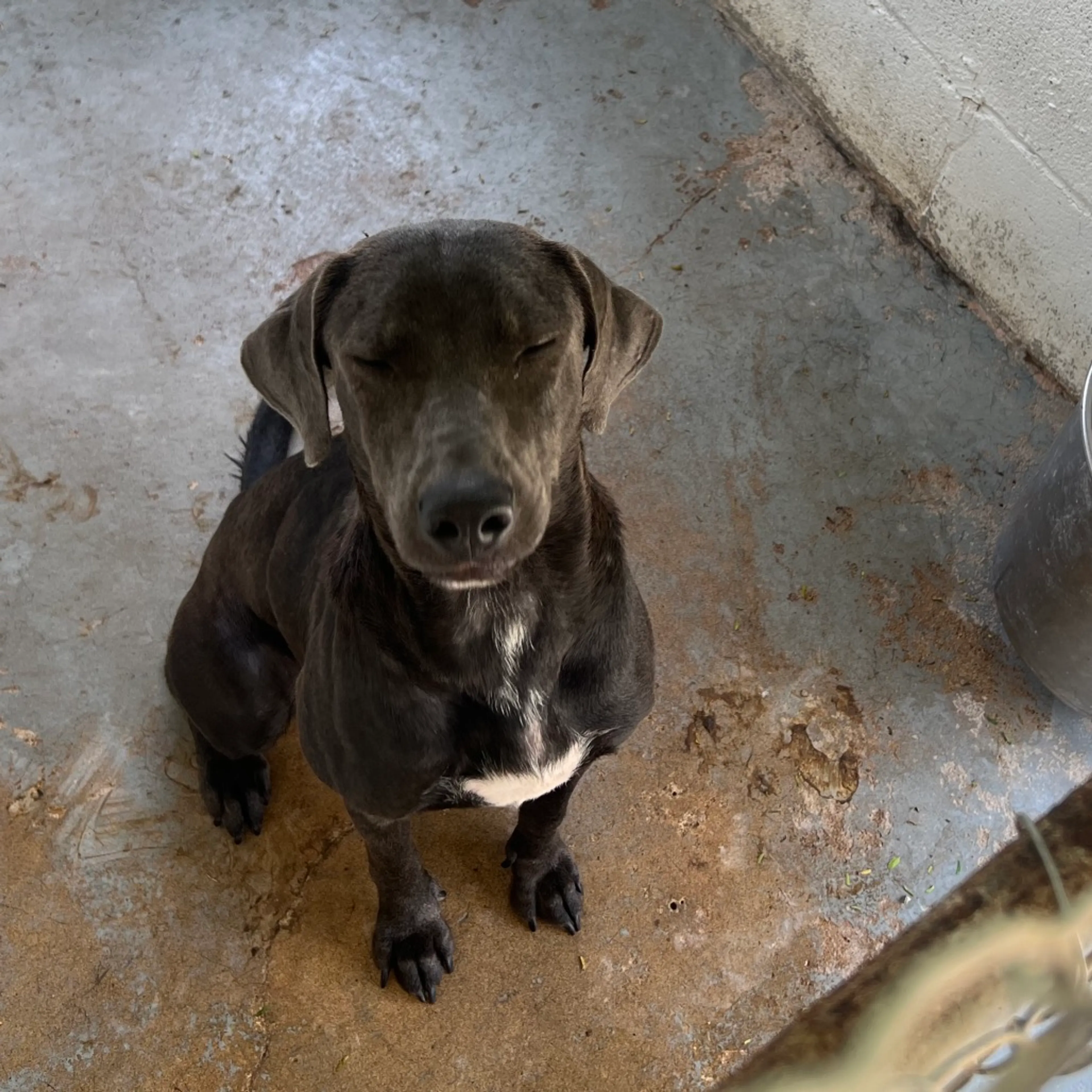 Found pet-6