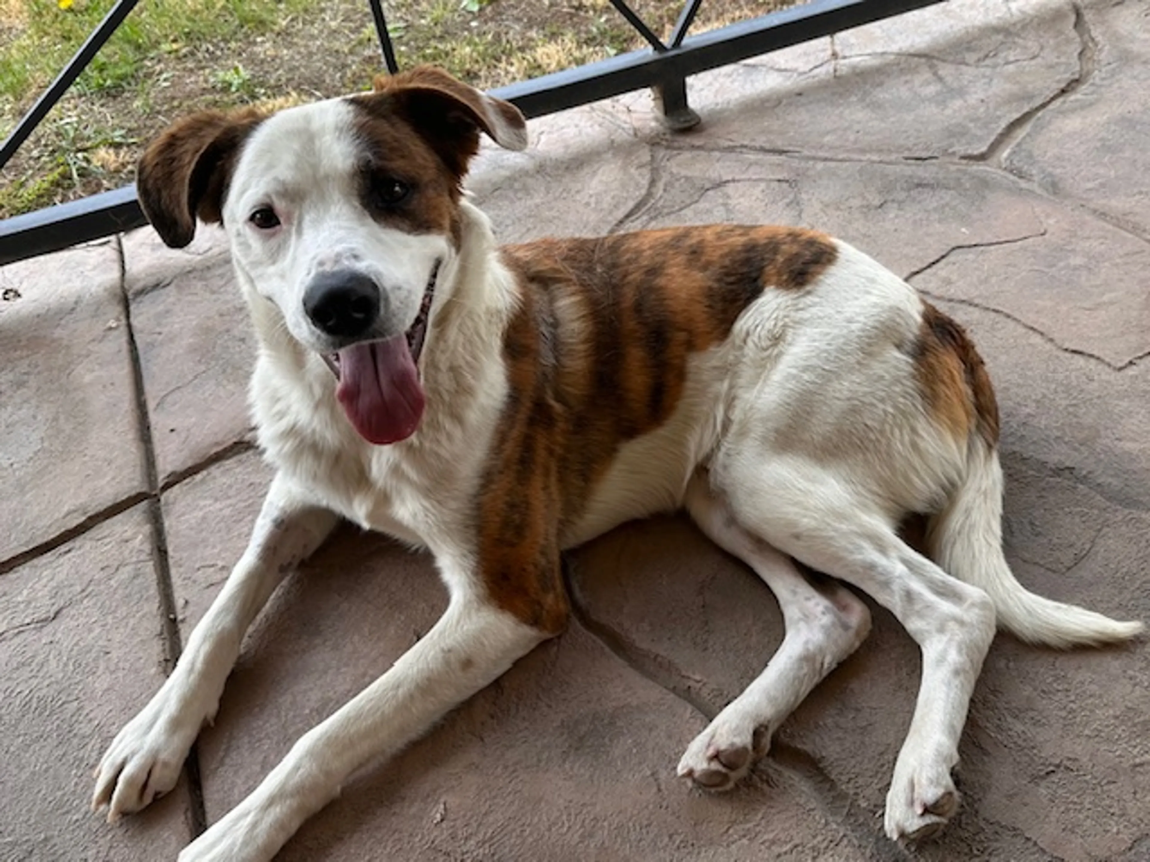 Found pet