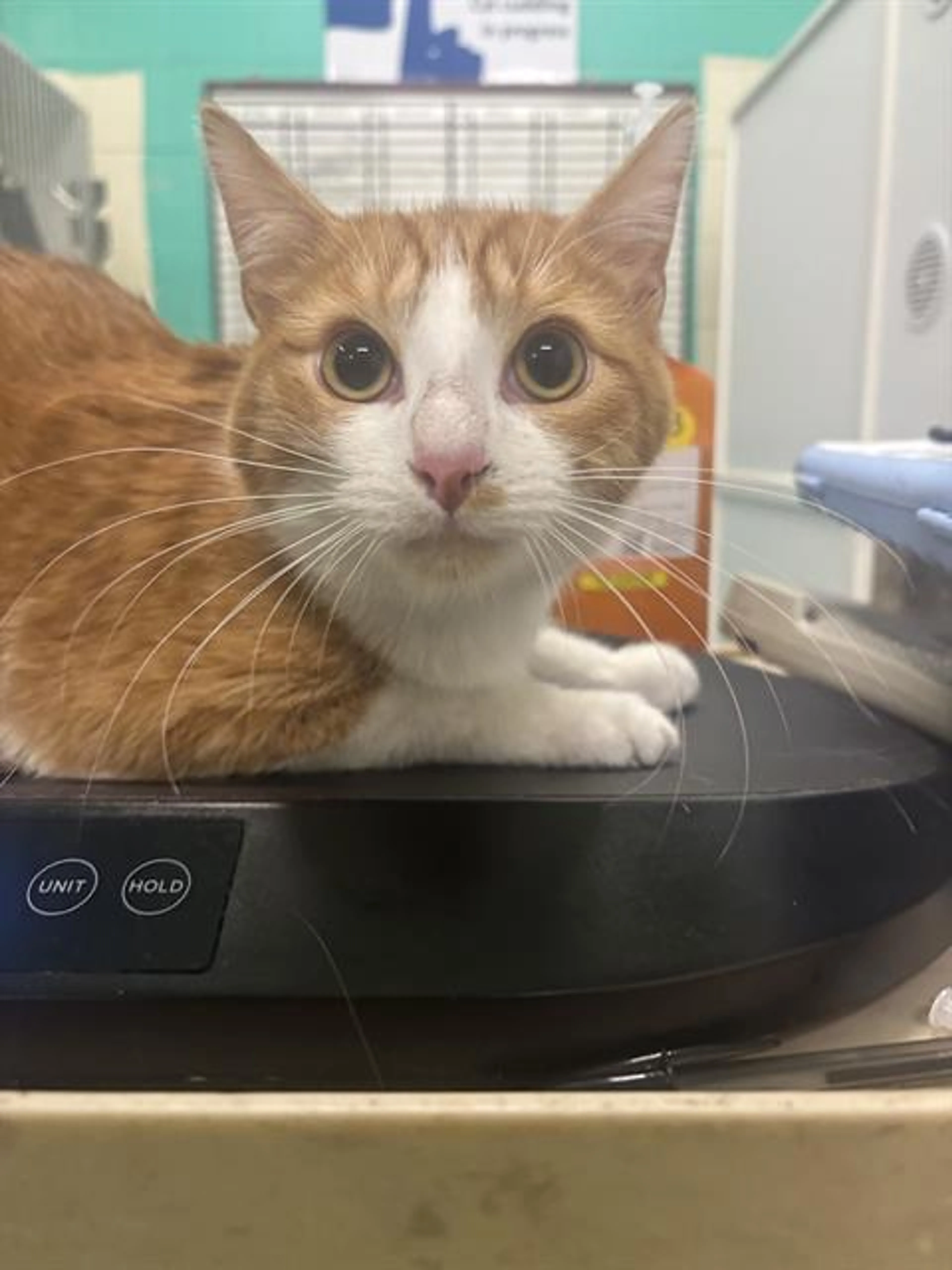 Found pet