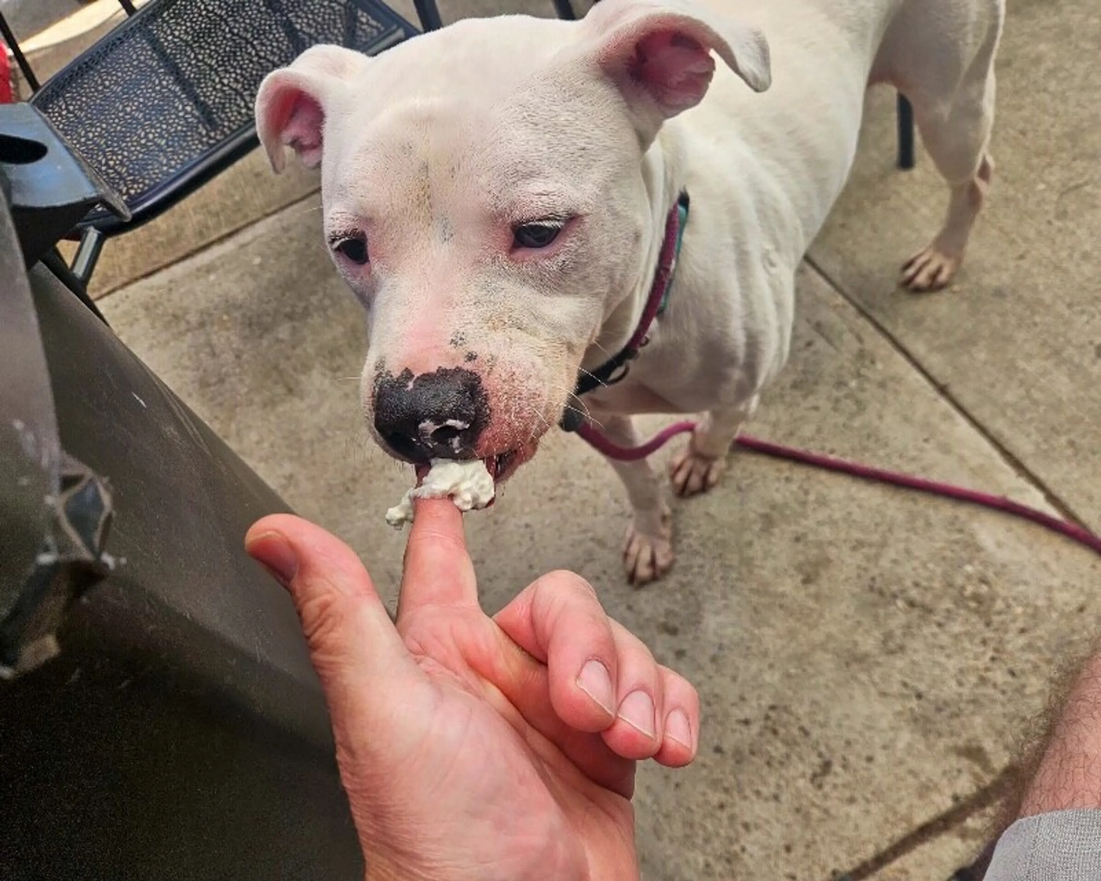 Found pet-4
