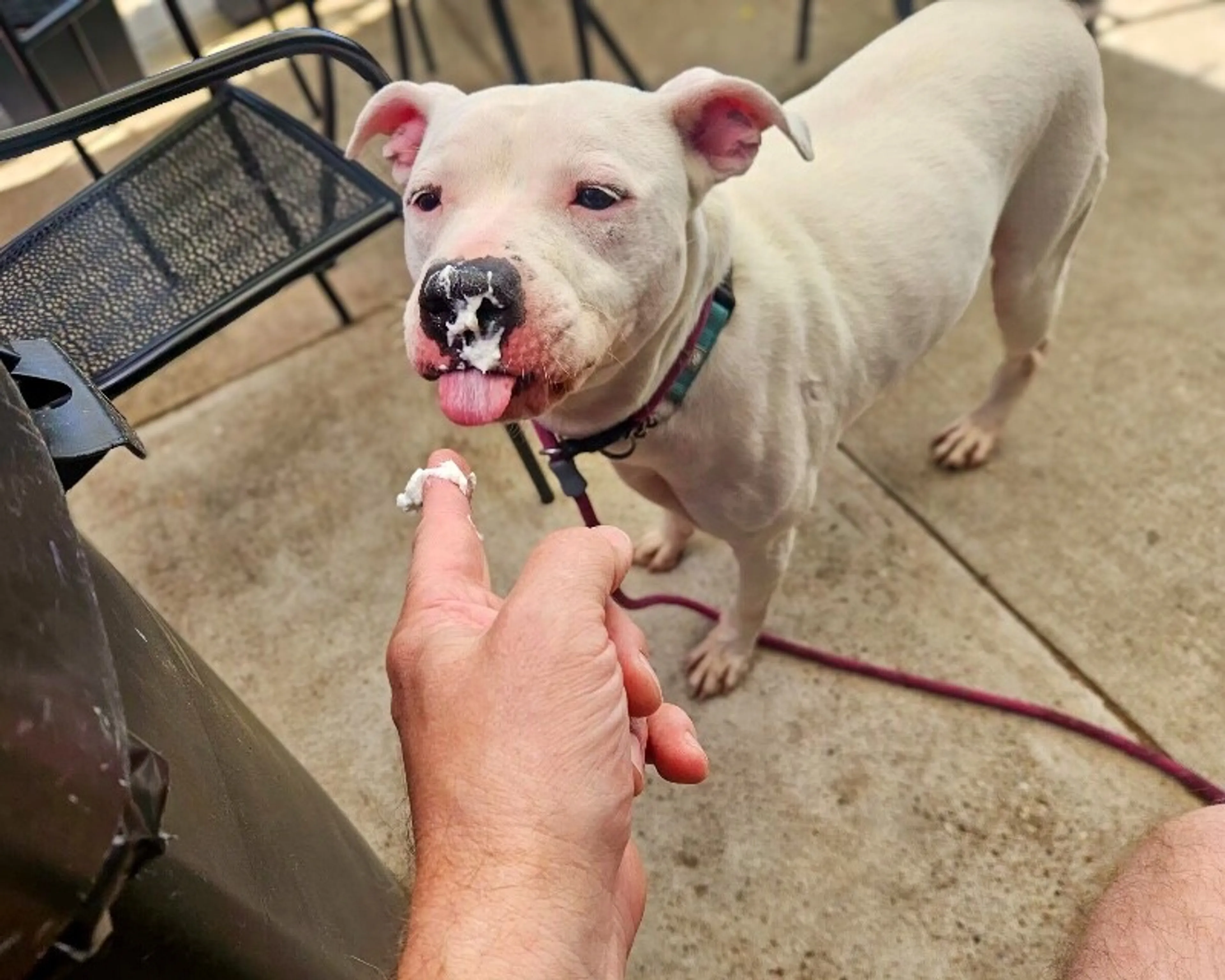 Found pet-2