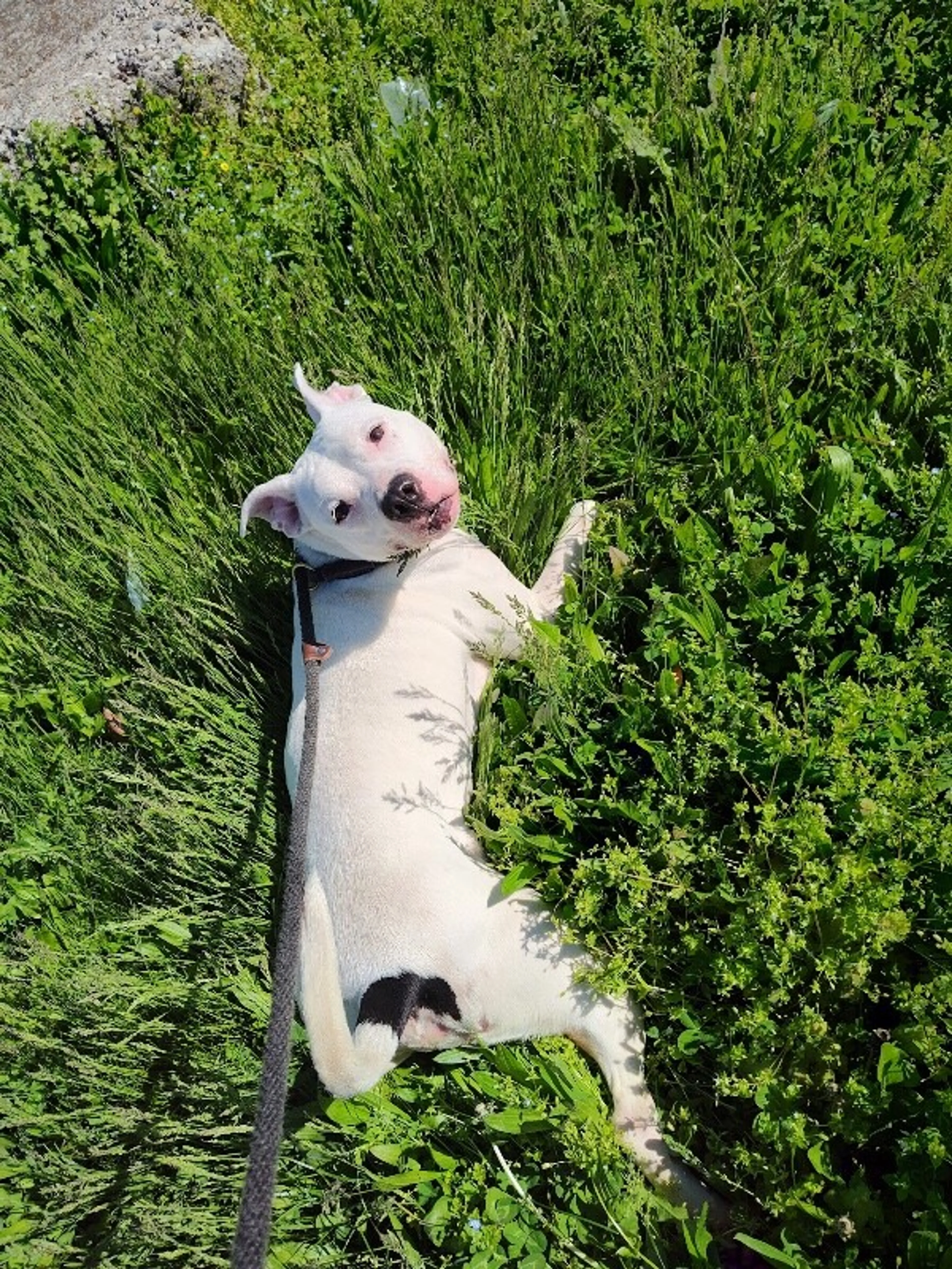 Found pet-8