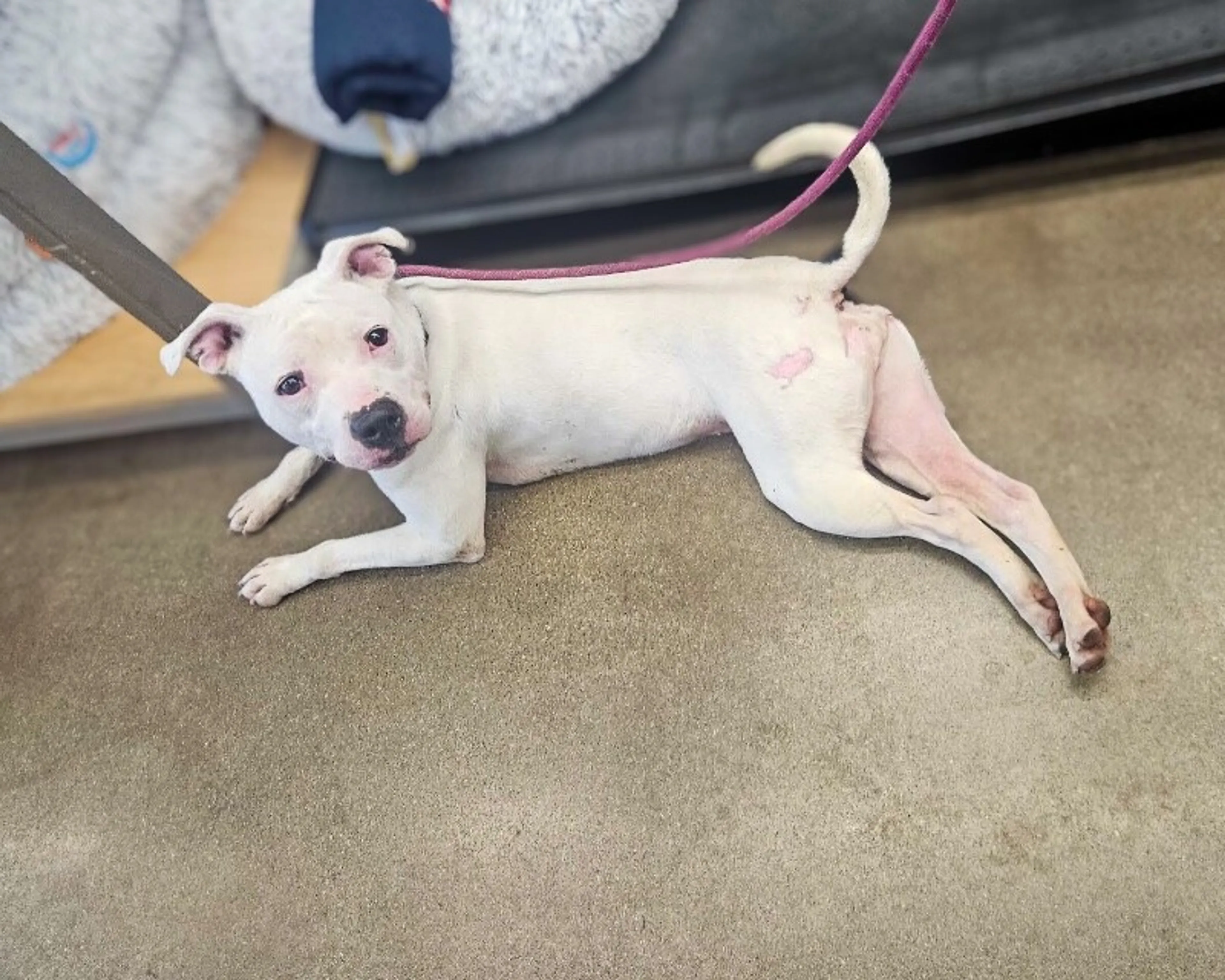 Found pet-6