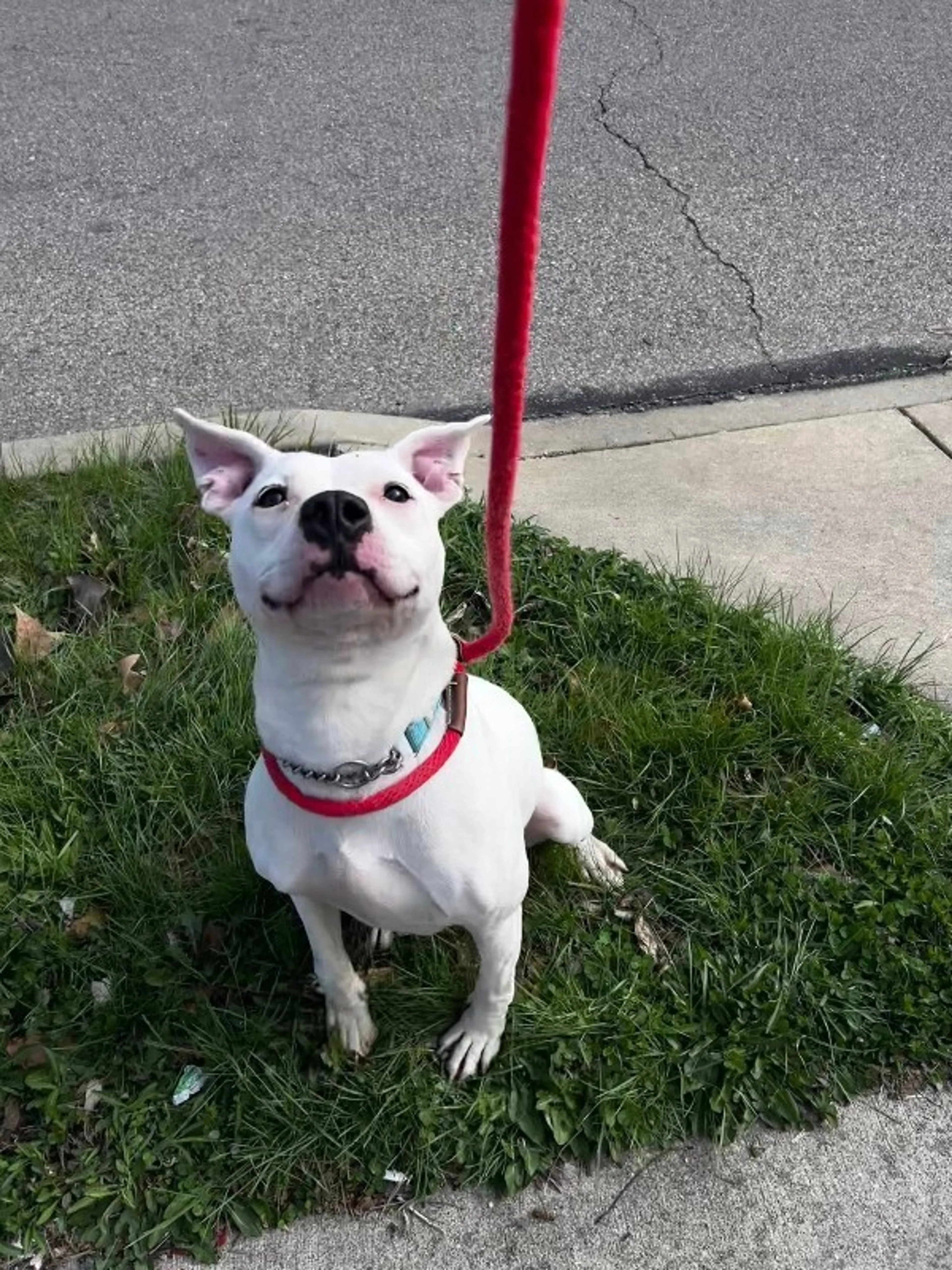 Found pet-7