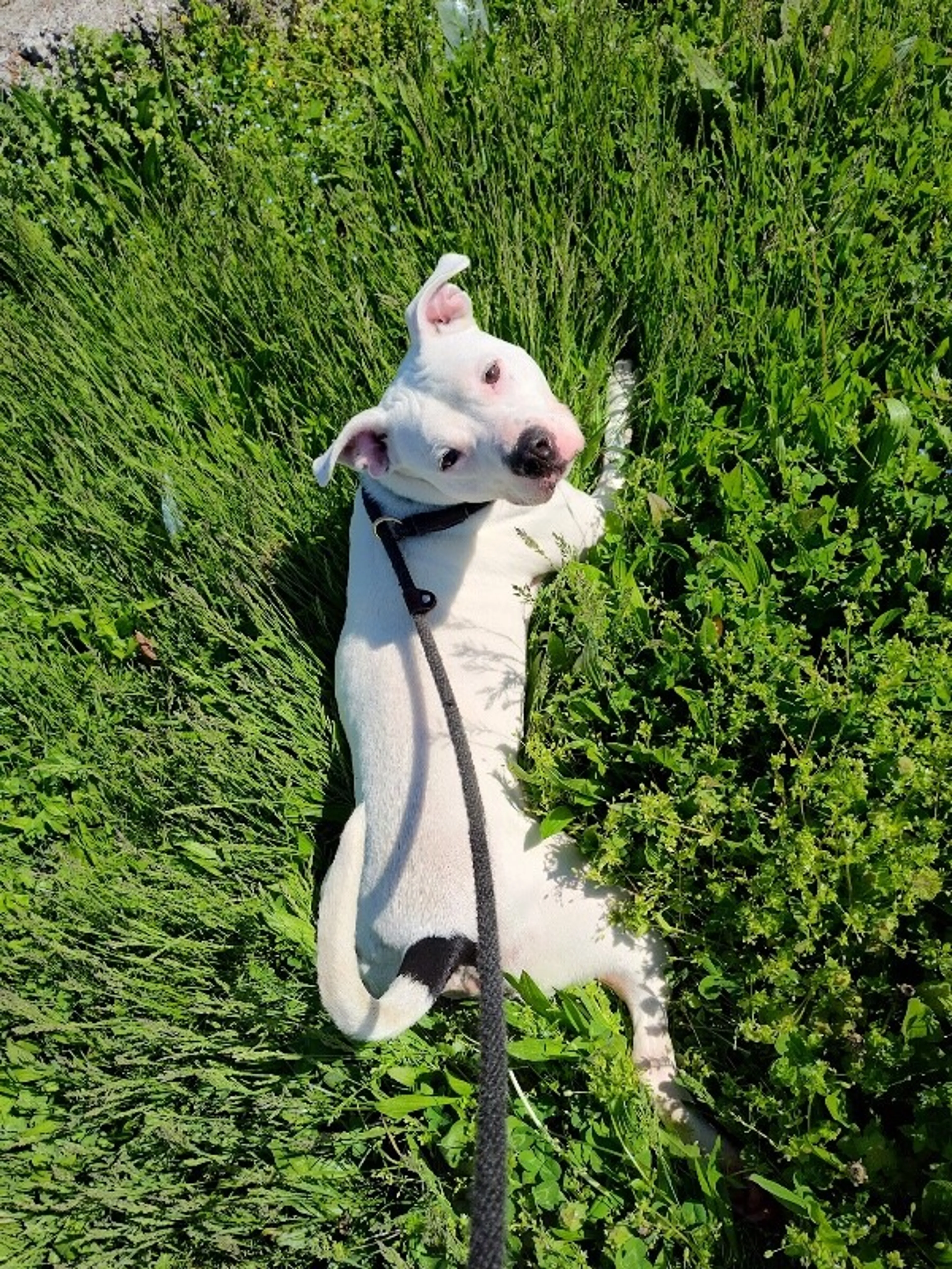 Found pet-9