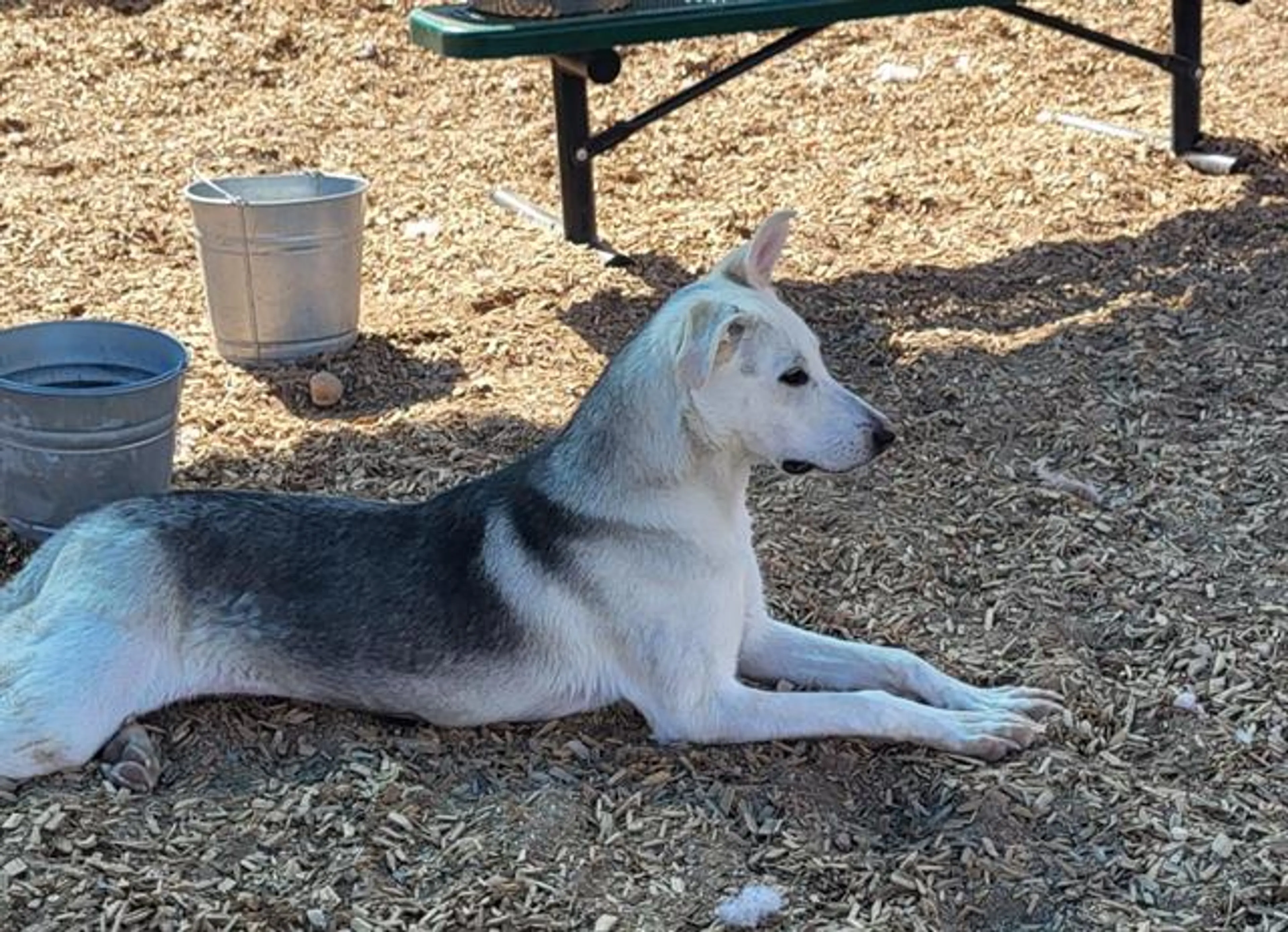 Found pet
