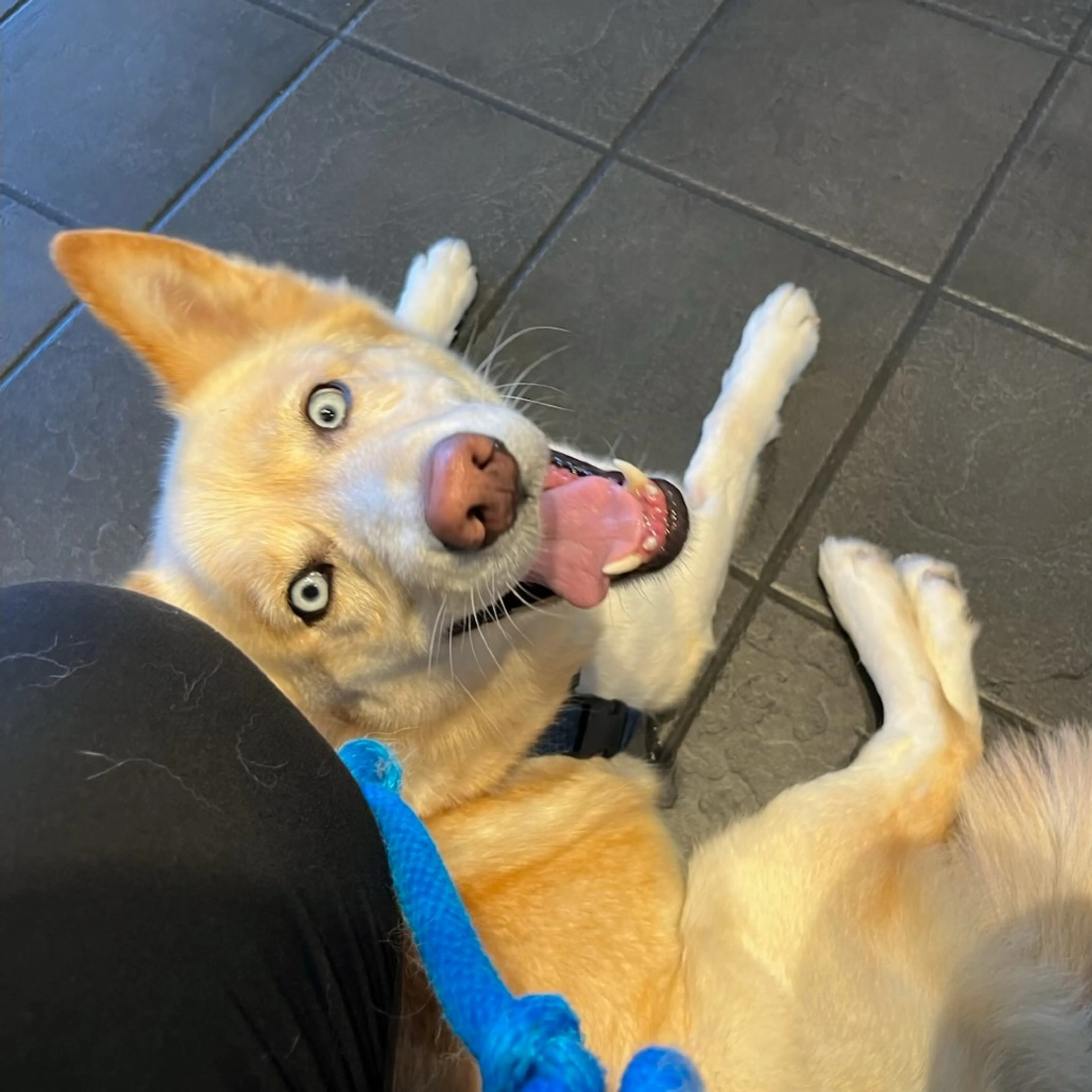 Found pet-3