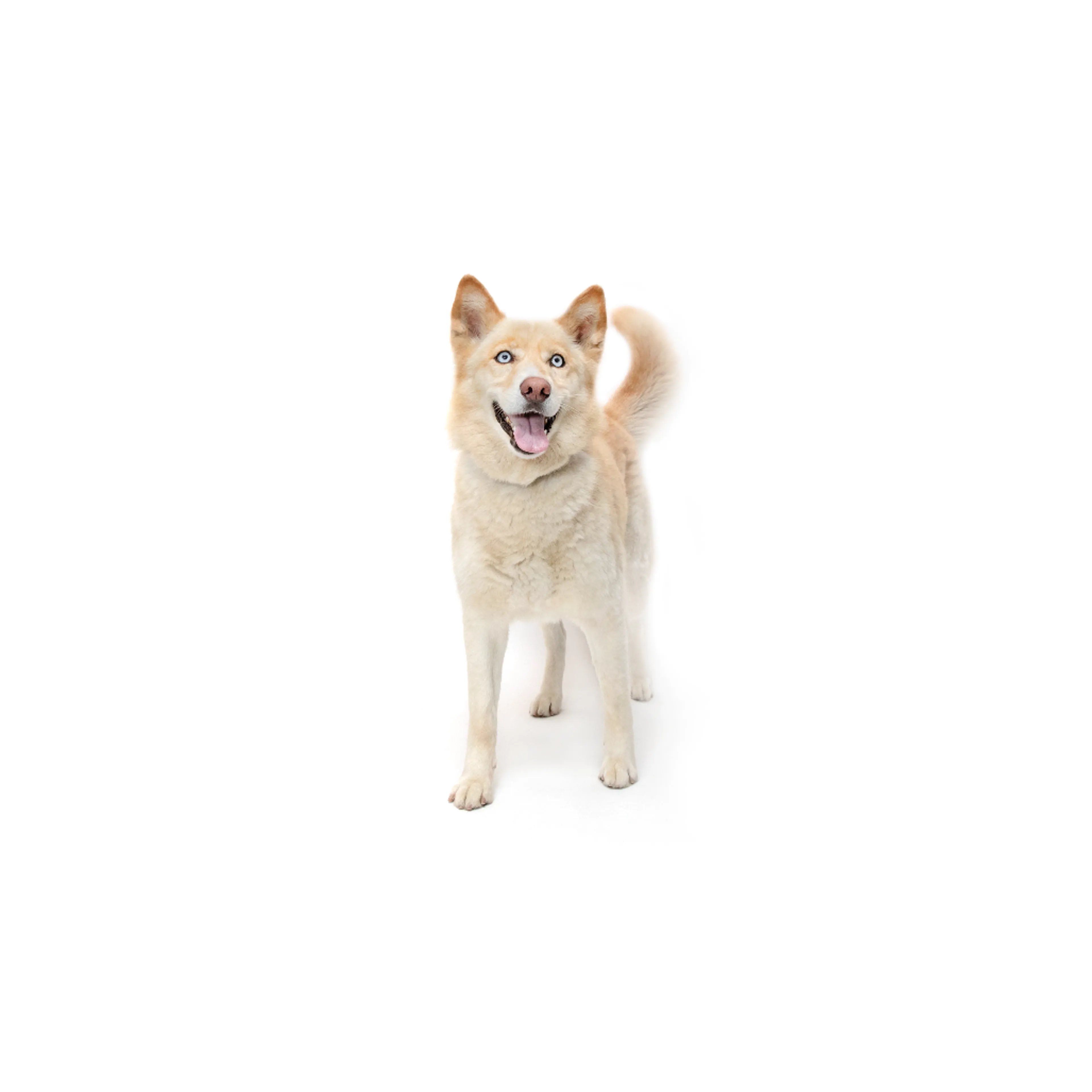 Found pet-0