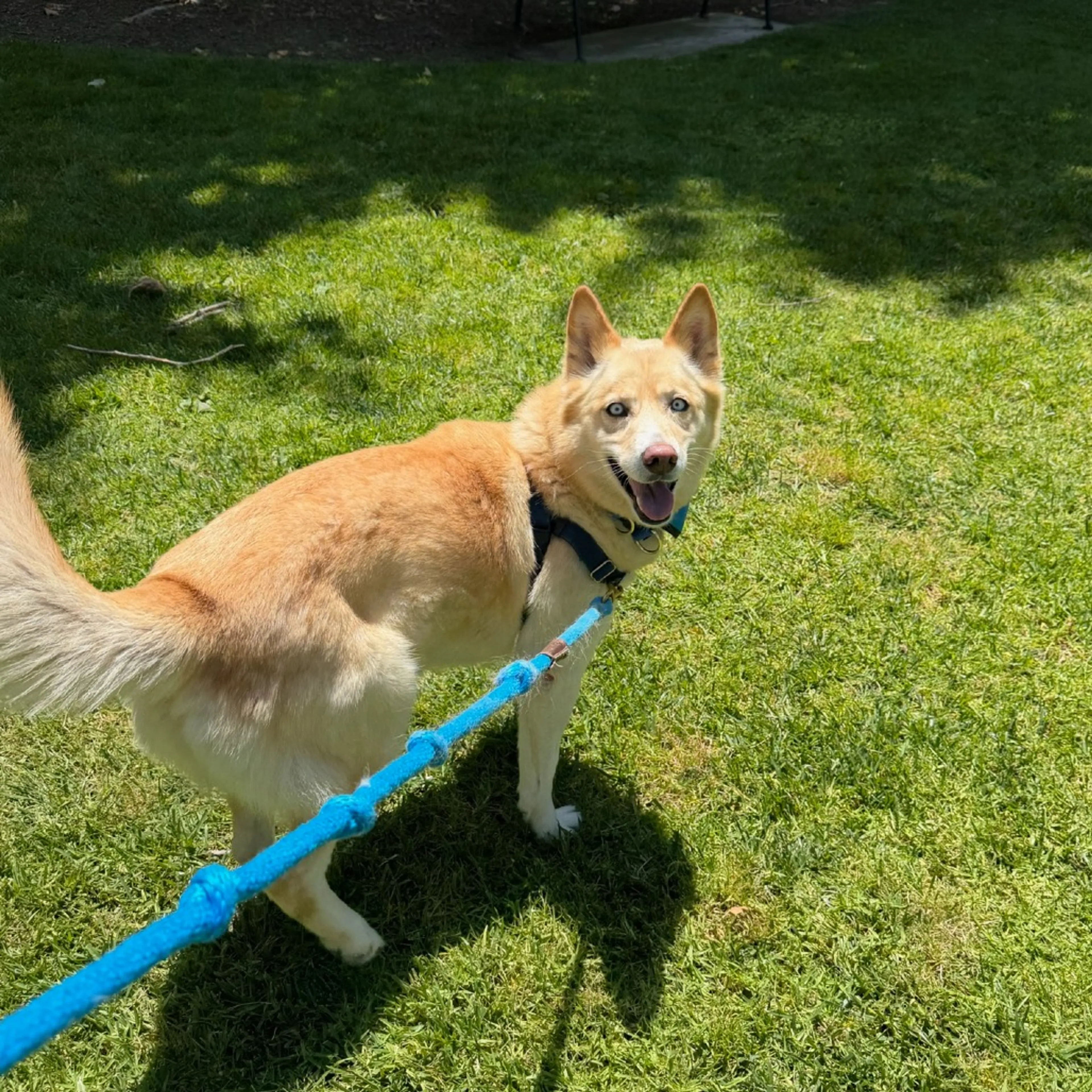 Found pet-1