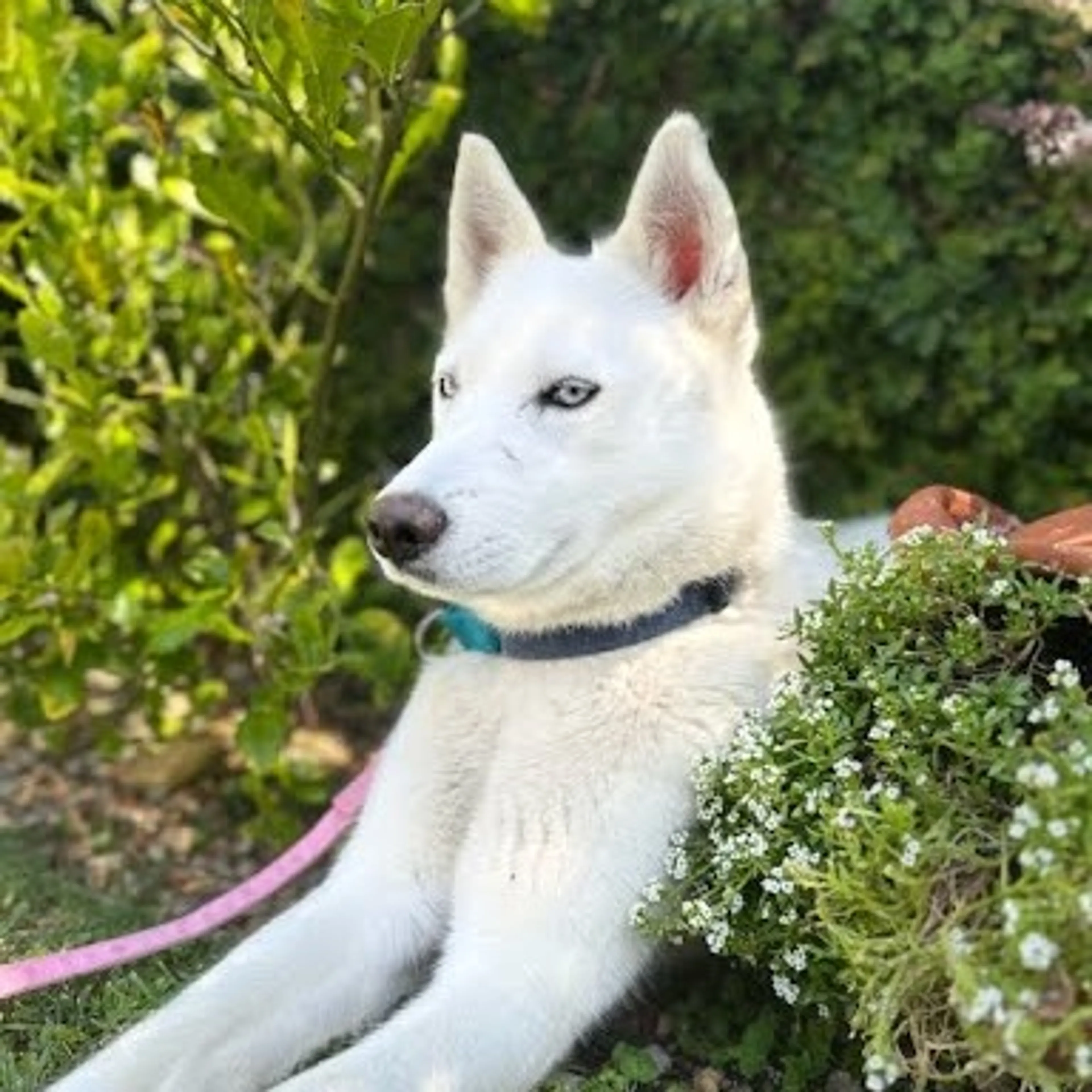 Found pet-2