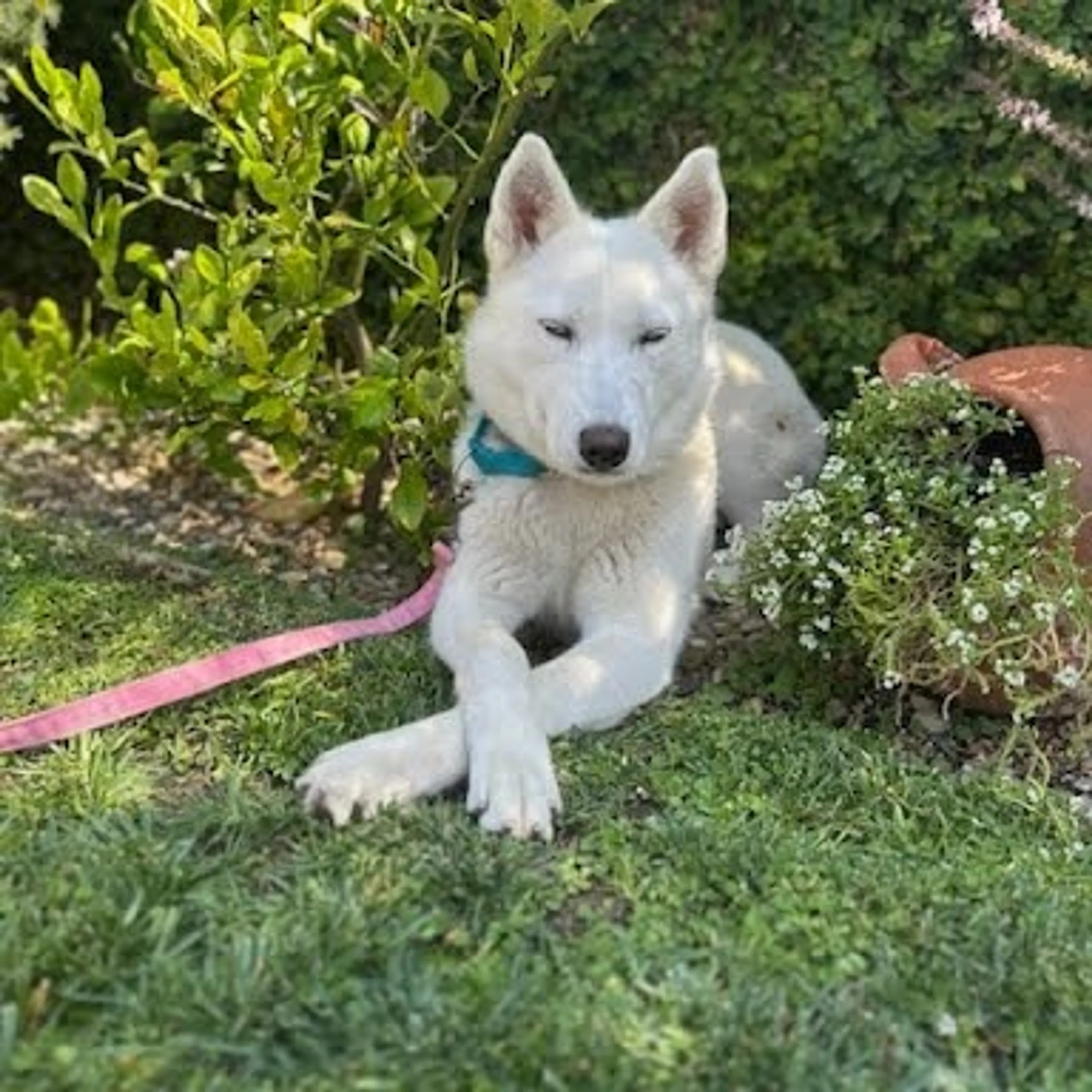 Found pet-1