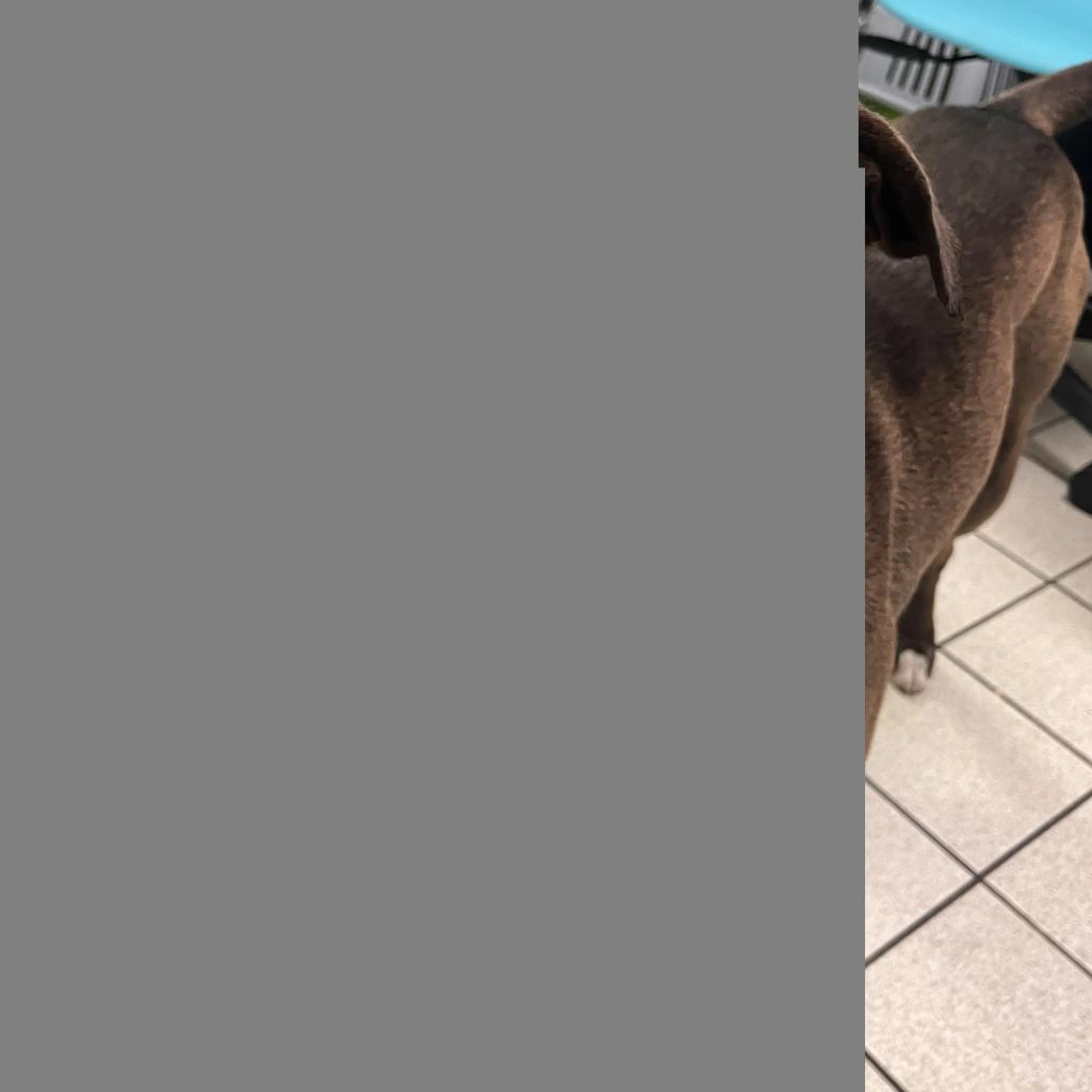 Found pet-3