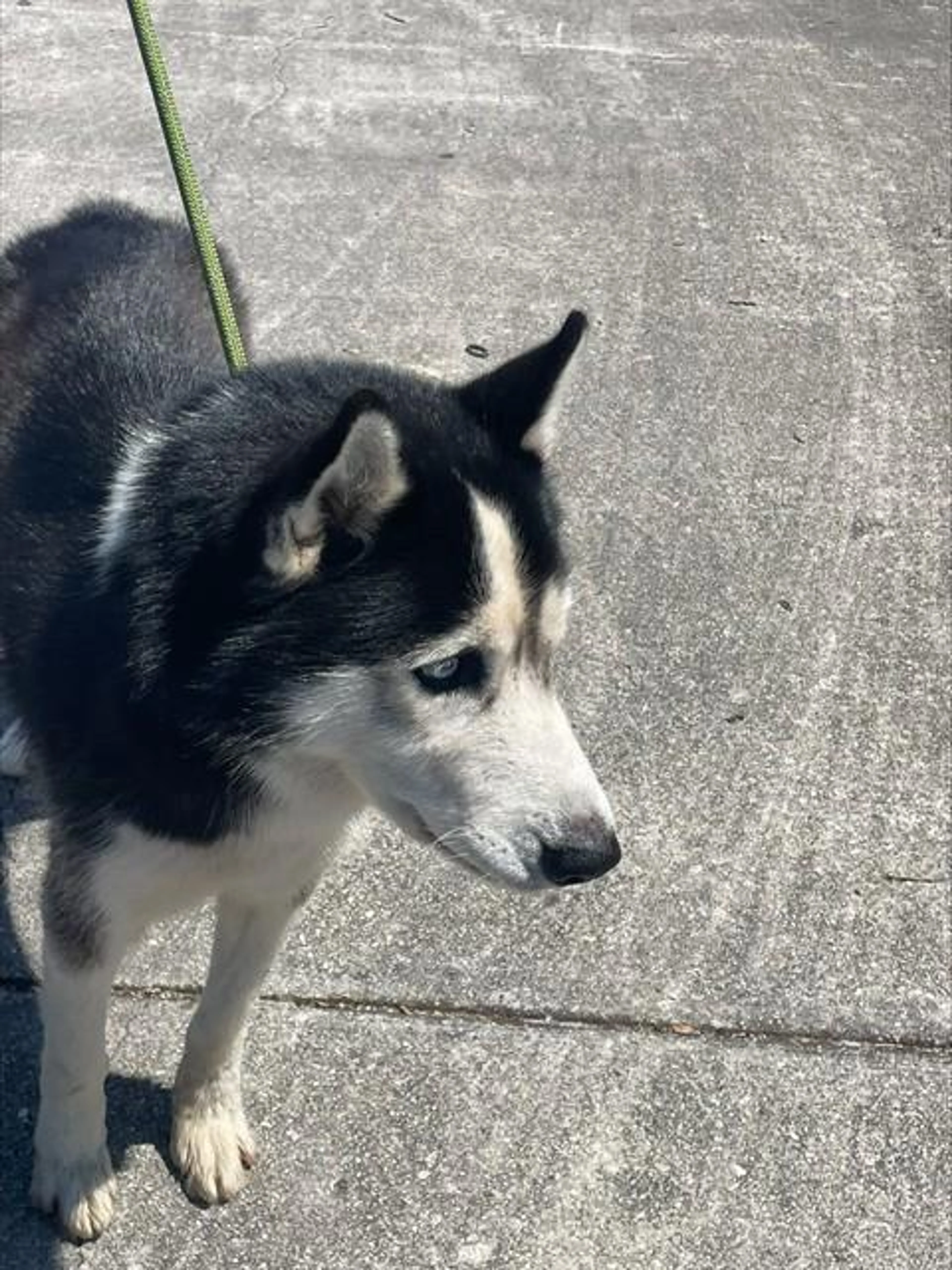 Found pet