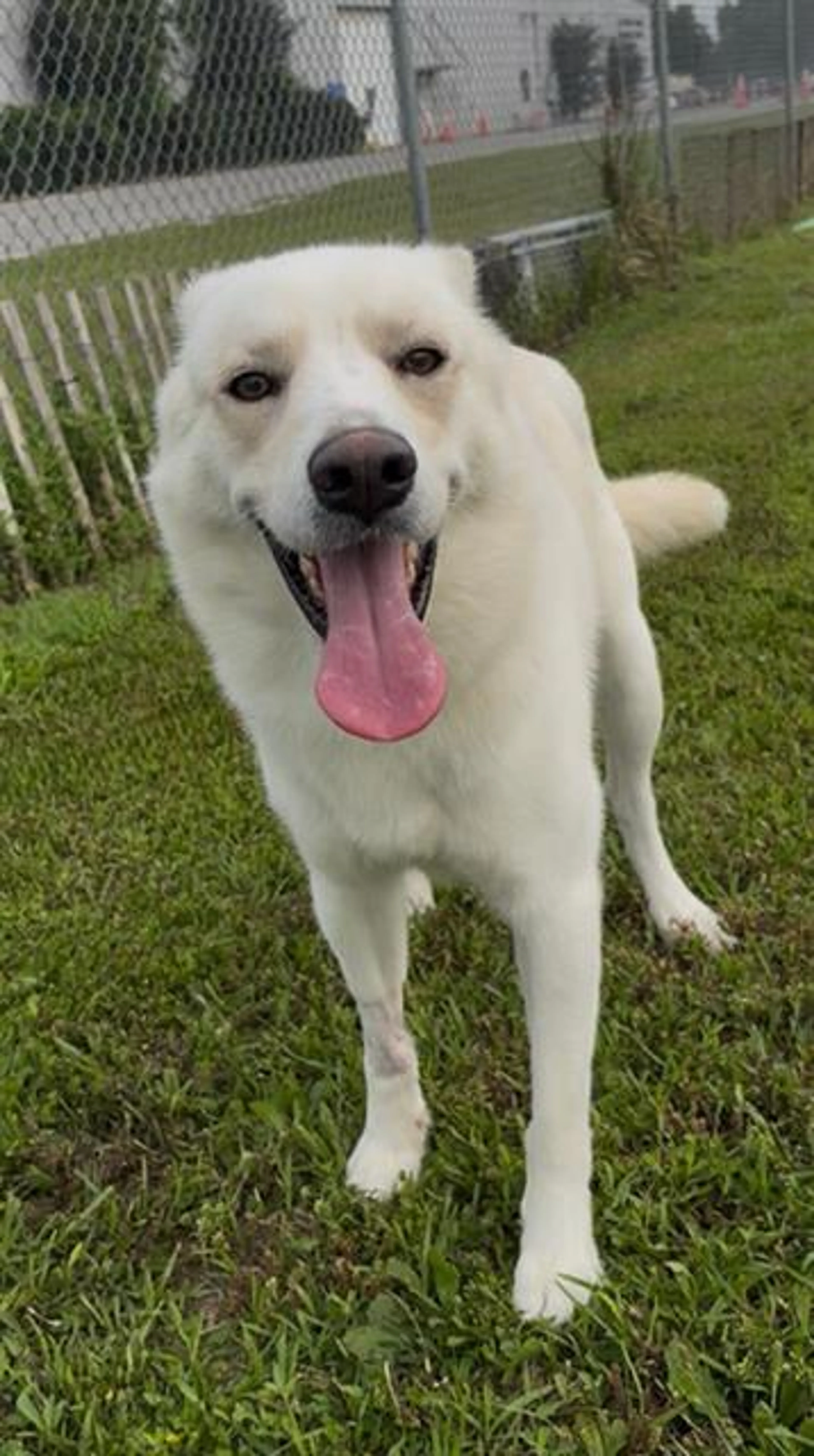 Found pet