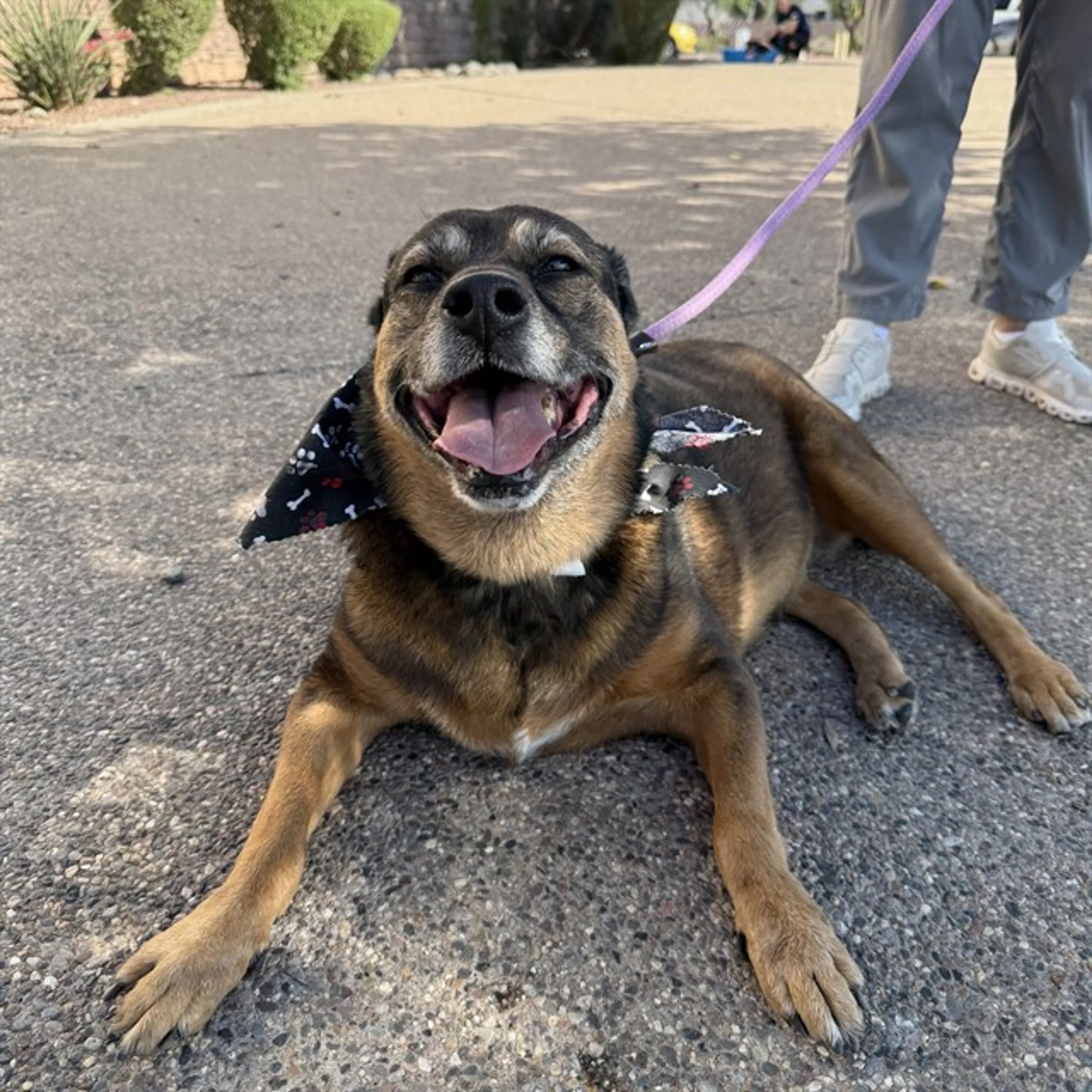 Found pet