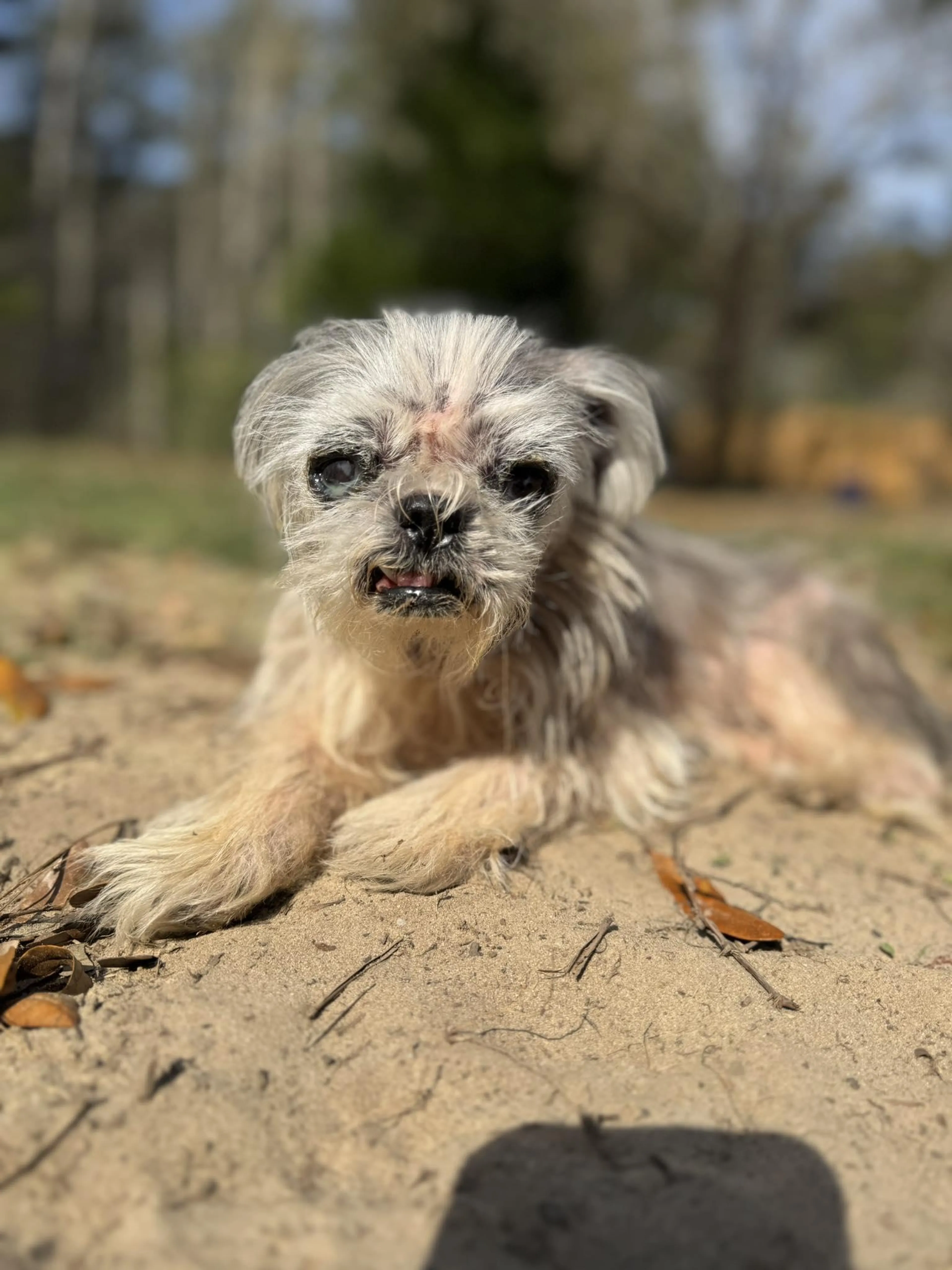 Found pet