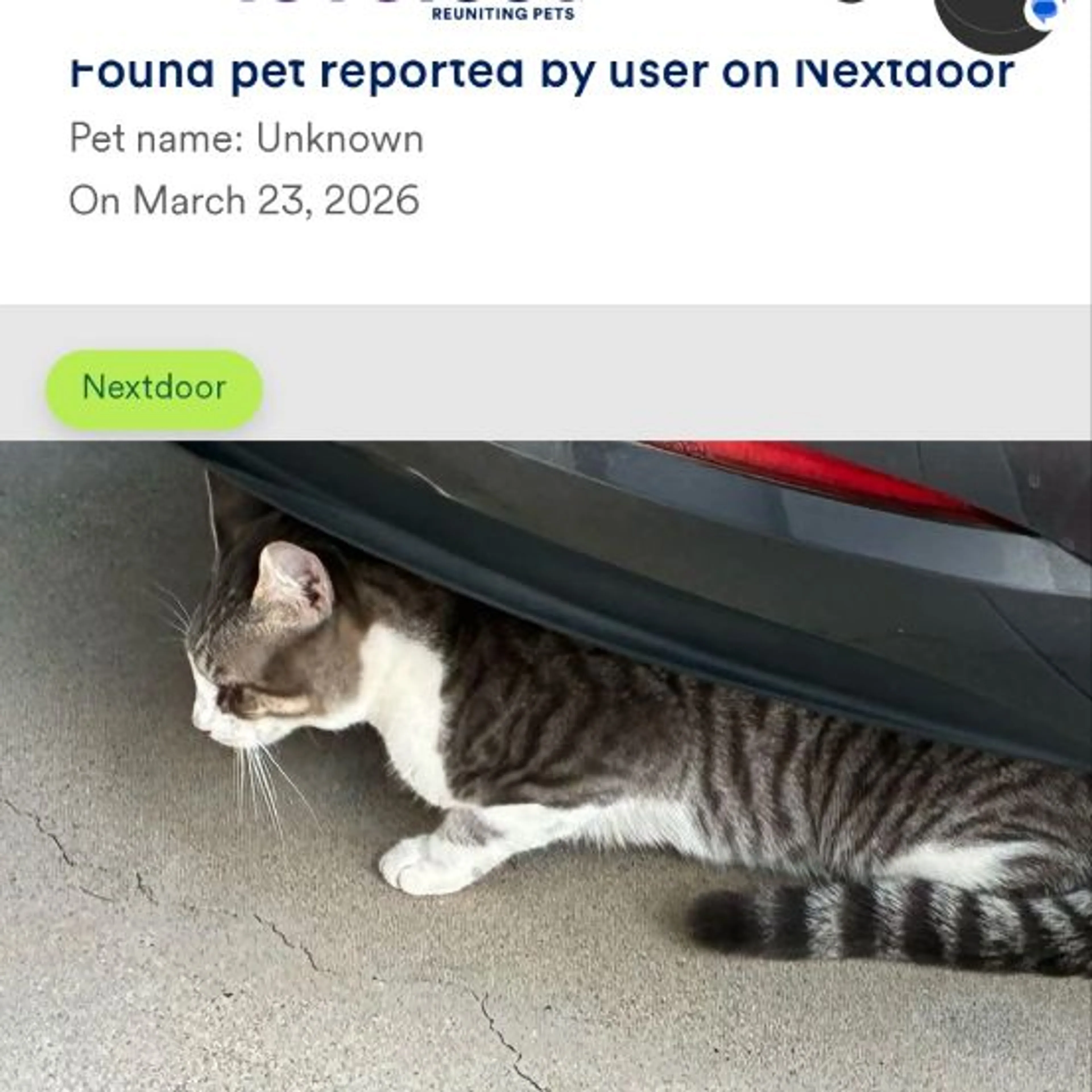Lost pet