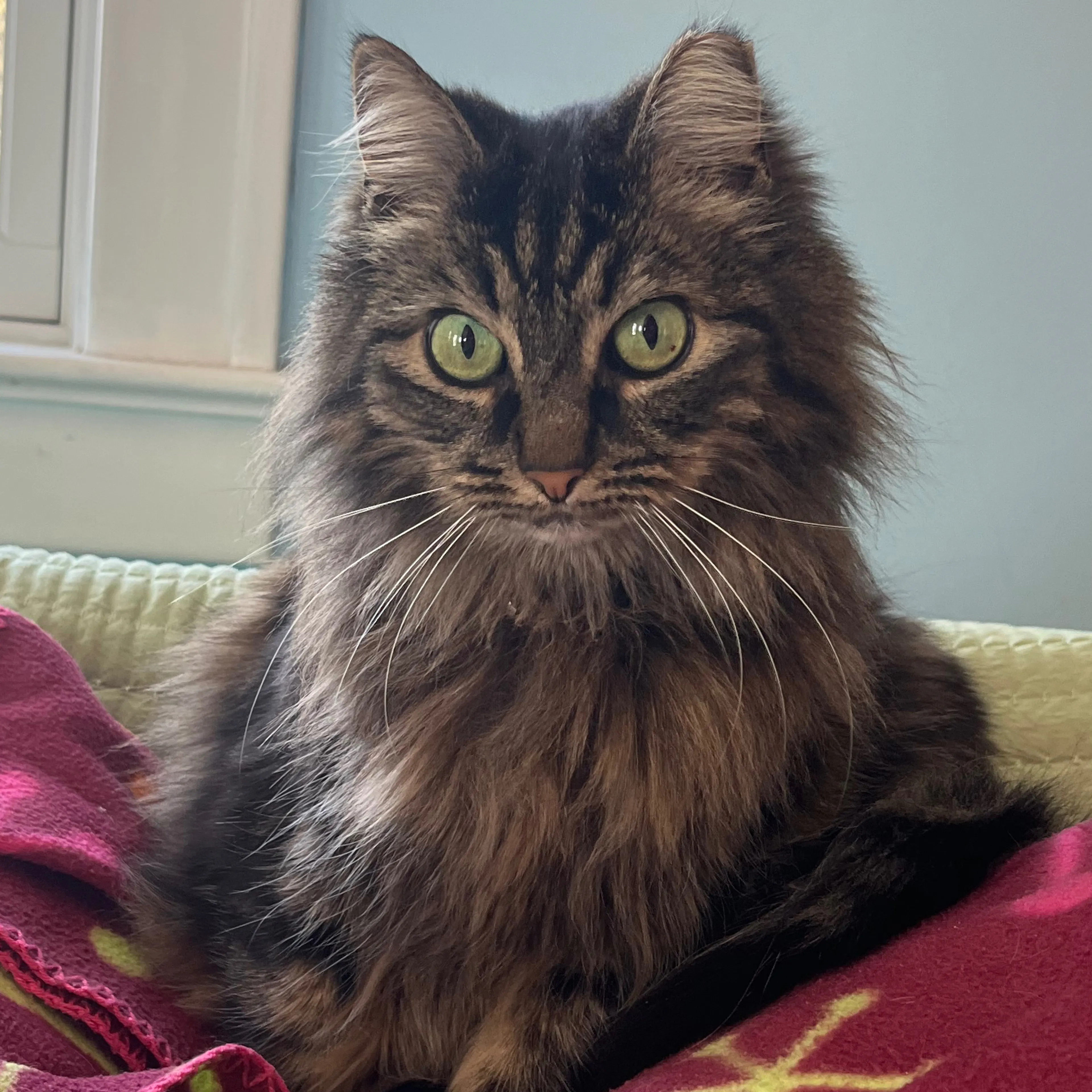 Lost pet-2