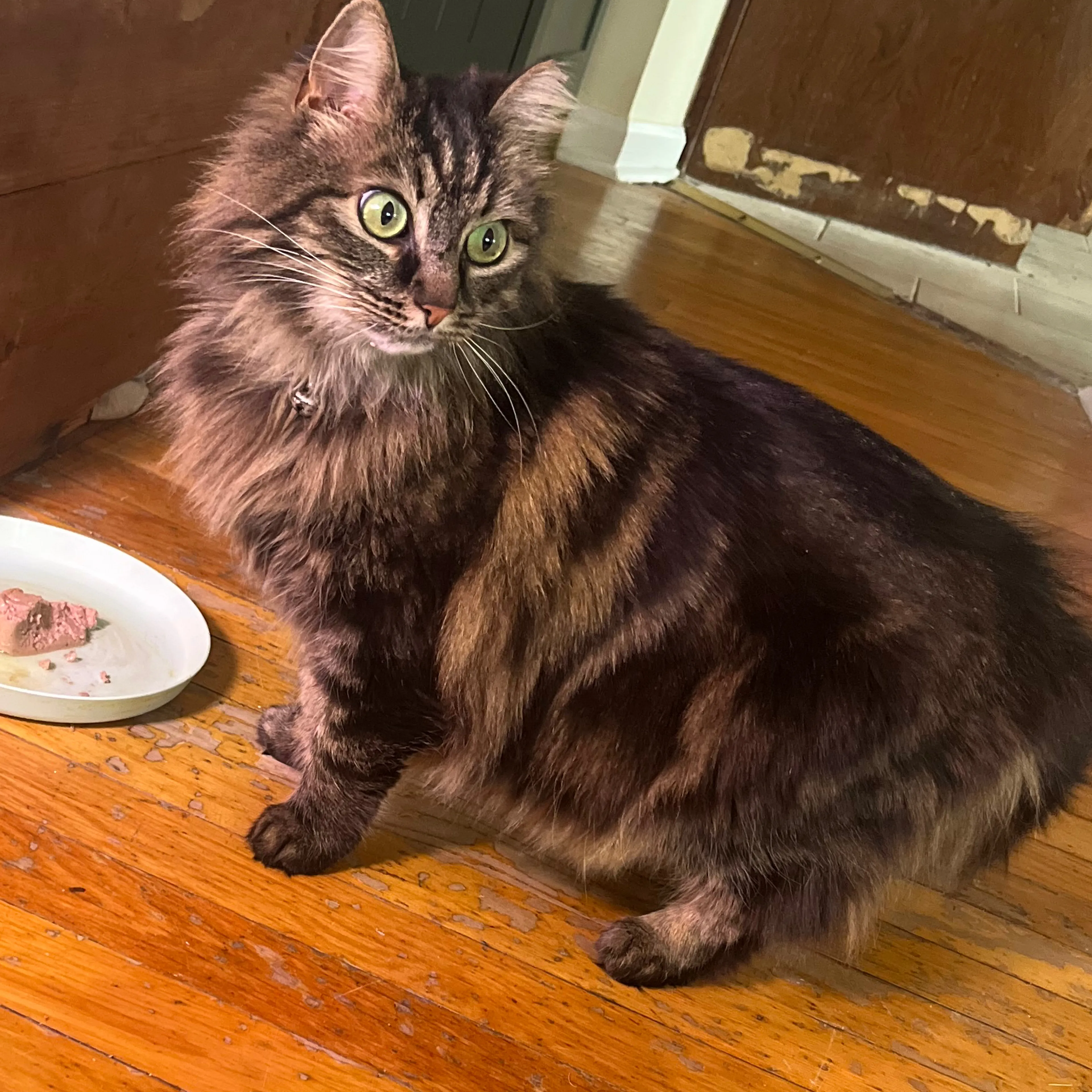 Lost pet-3