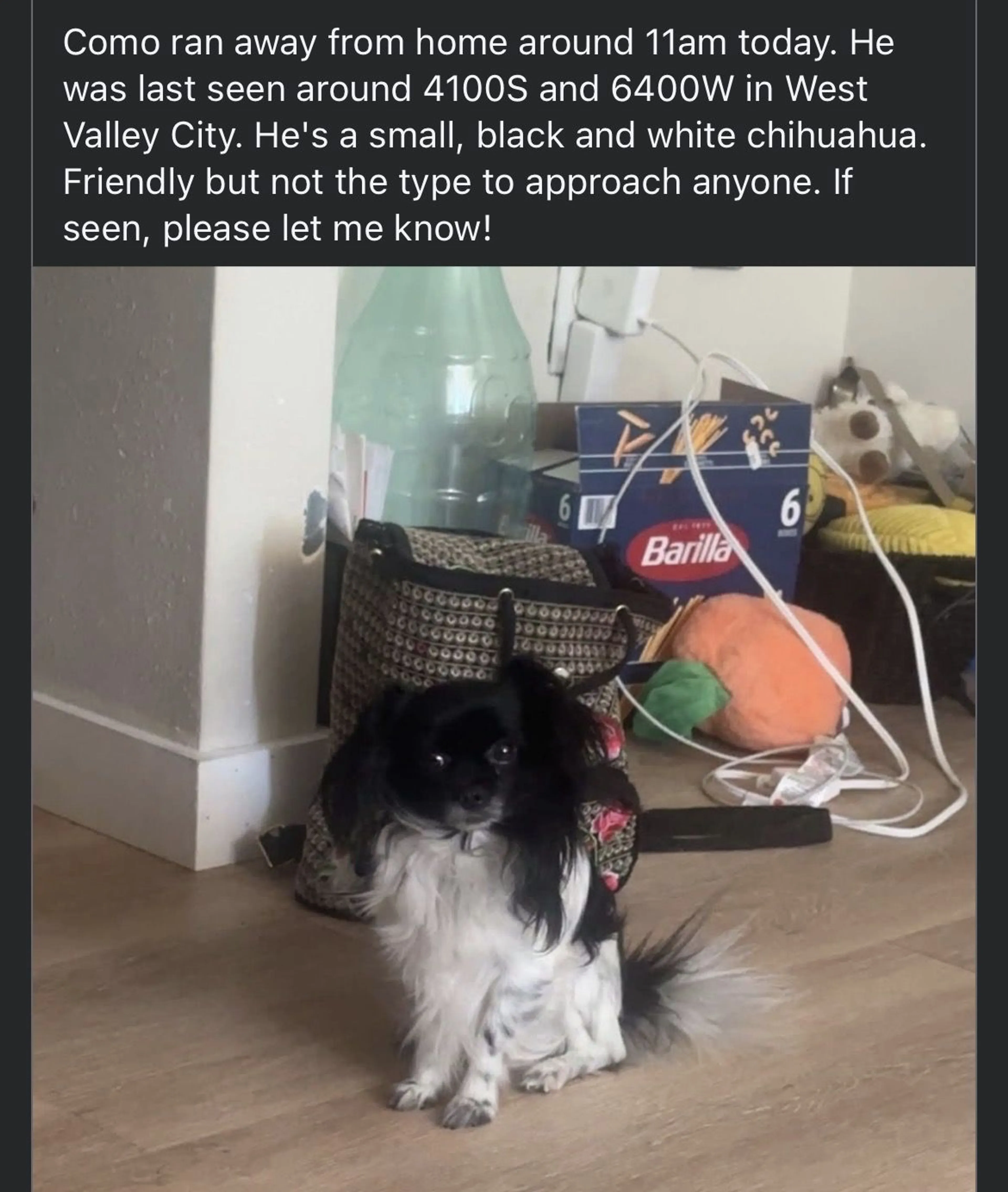 Lost pet
