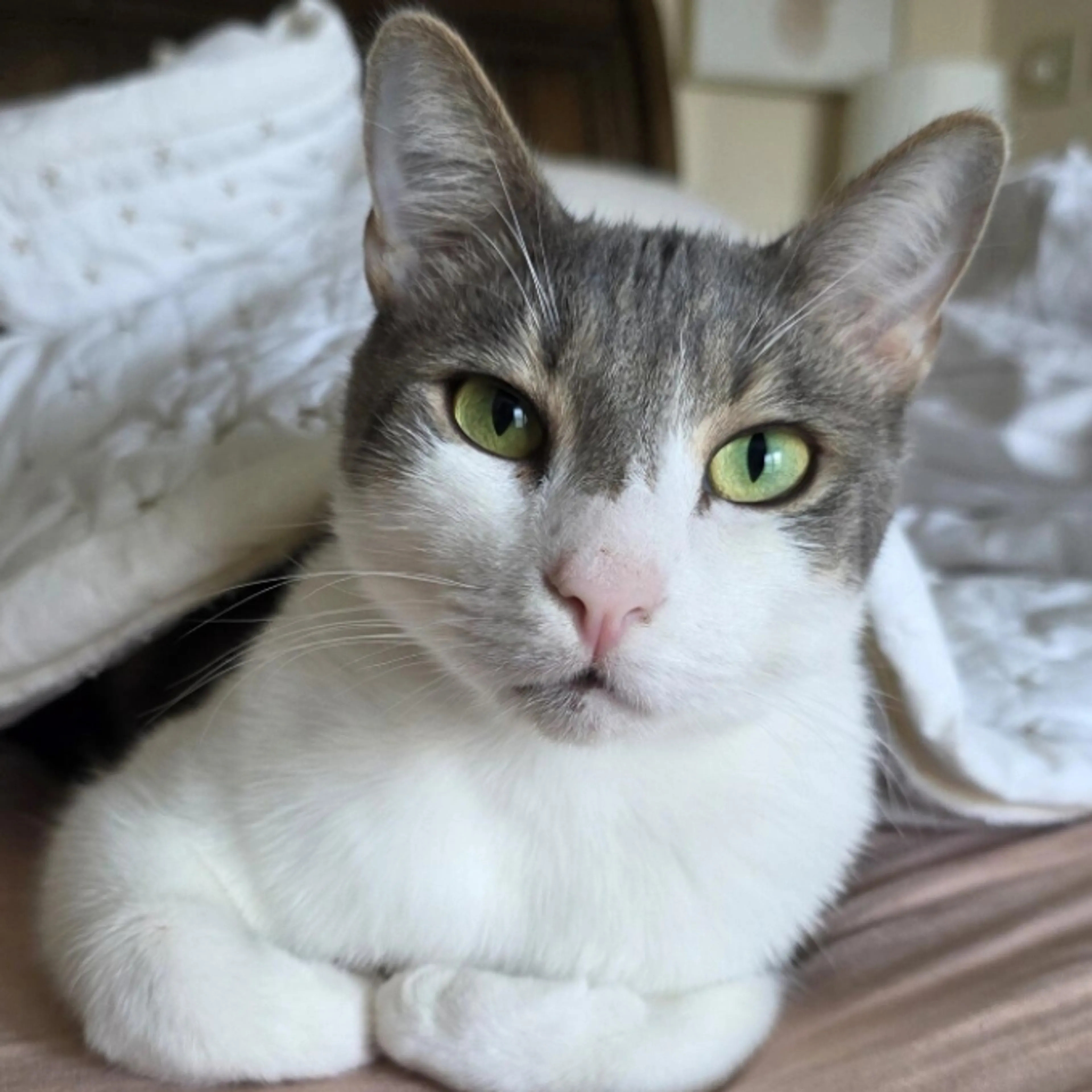 Lost pet-2