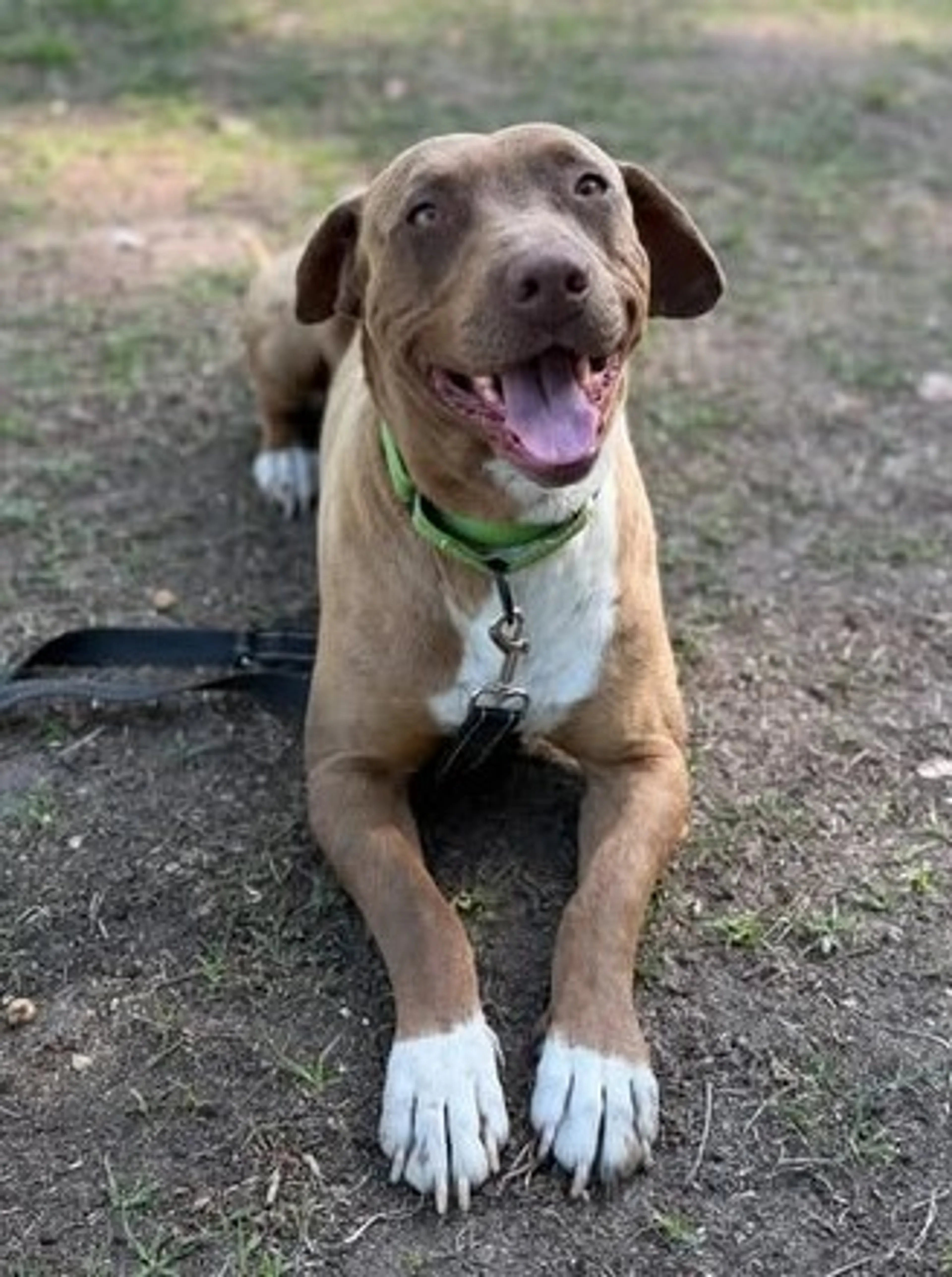 Found pet